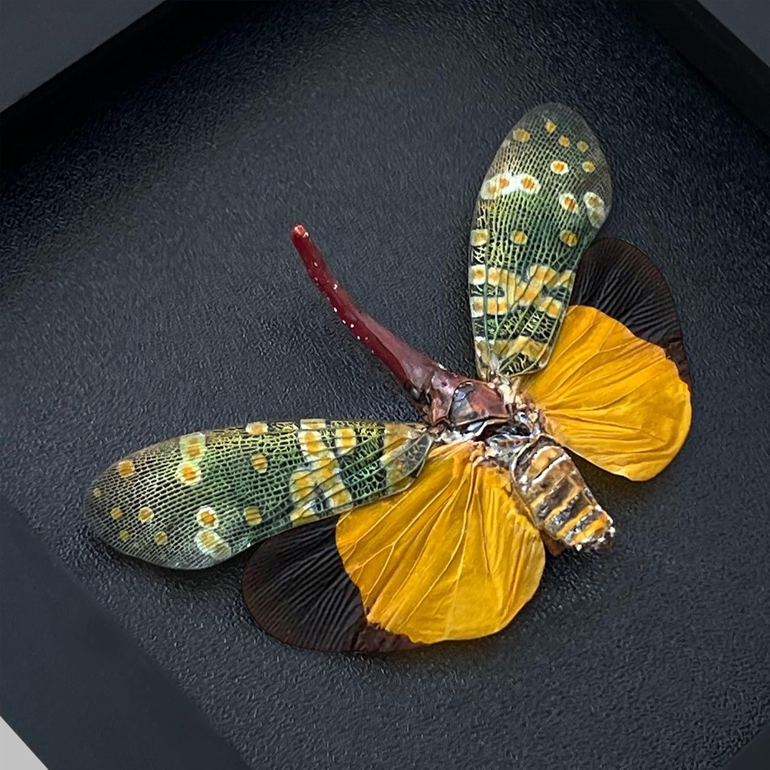 2 Real Lanternfly Cicada Shadow Box Gothic Décor Oddities and Curiosities Gothic Spooky Gifts Dried Entomology Insect Lover Taxidermy Specimen Display Artwork Wall Decor K12-55DE80DE