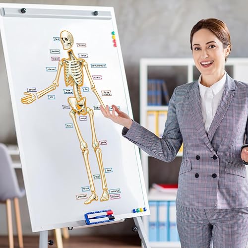 Miniatura 7 de Kanayu 55 pósteres decorativos magnéticos de esqueleto humano, para anatomía humana, tablón de anuncios, borde de esqueleto, esqueleto humano,