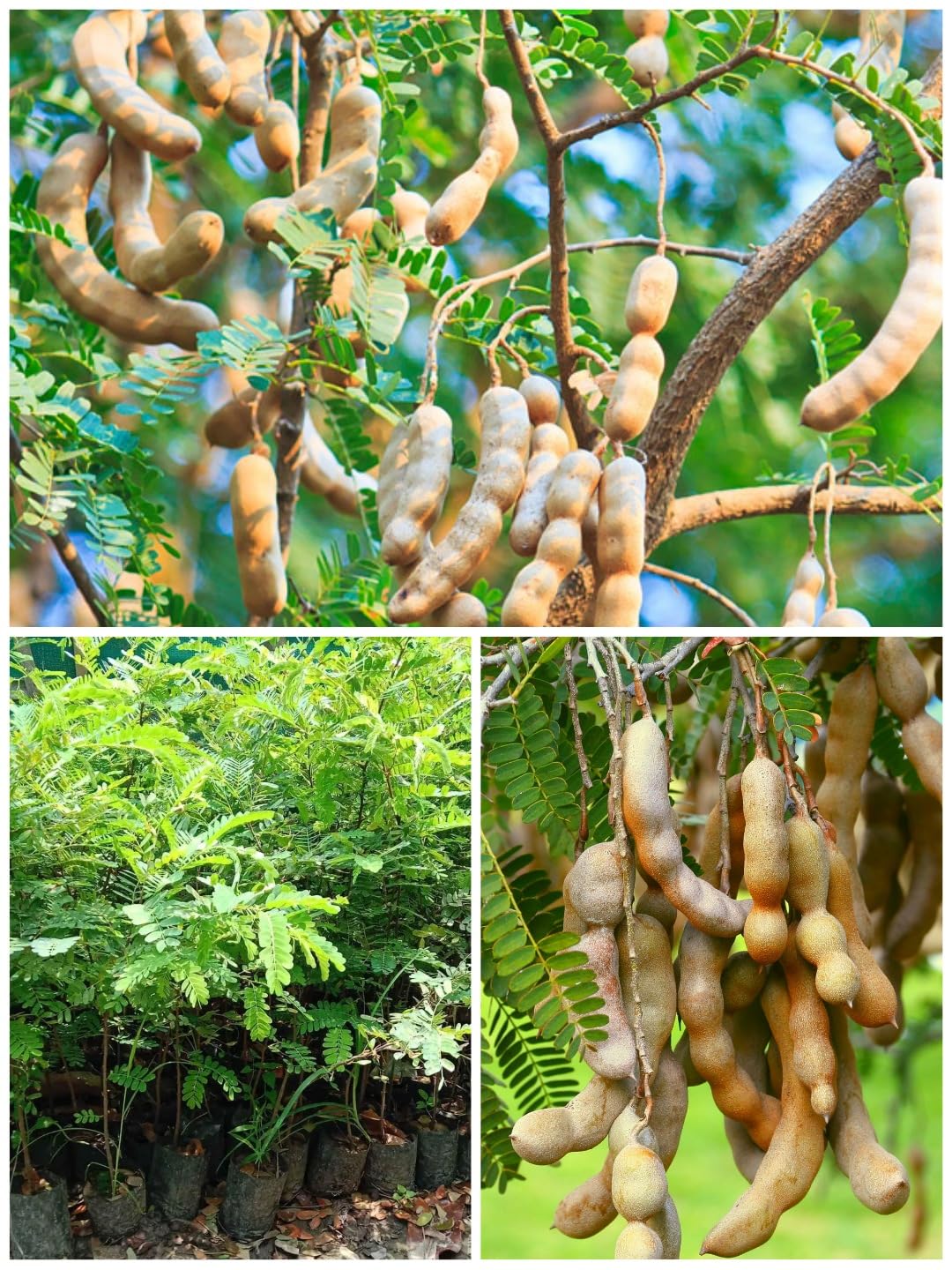 See full amazon price history chart for Rukonza Sweet Tamarind/Imli Grafted Fruit Plant (Tamarindus Indica) Exotic Tetul 1 Healthy Live Tree In PolyBag, Plant Height 2-3 feet For Home Garden Rukonza Sweet Tamarind/Imli Grafted Fruit Plant (Tamarindus Indica) Exotic Tetul 1 Healthy Live Tree In PolyBag, Plant Height 2-3 feet For Home Garden (B0CTFGJNMP) Amazon Price History, Amazon Price Tracker