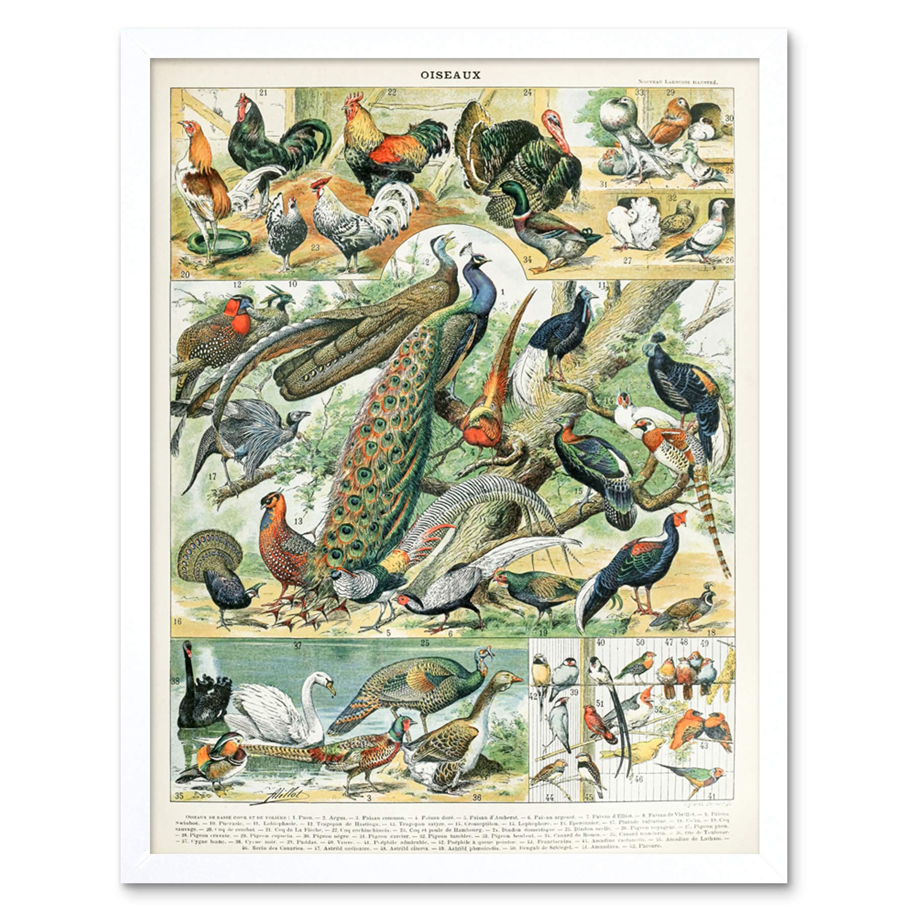 Artery8 Millot Encyclopedia Page Molluscs Shells Art Print Framed Poster Wall Decor 12x16 inch — view 24
