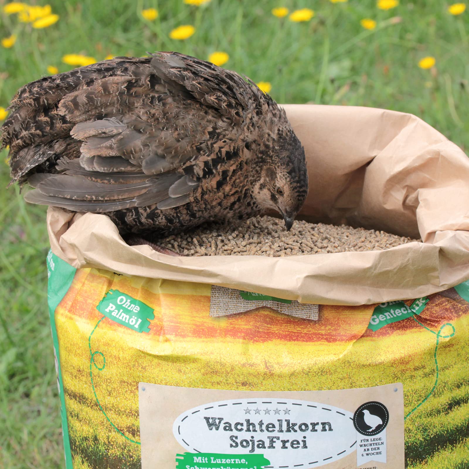 wachtelgold Wachtelkorn SojaFrei 25kg – Legefutter ohne Soja