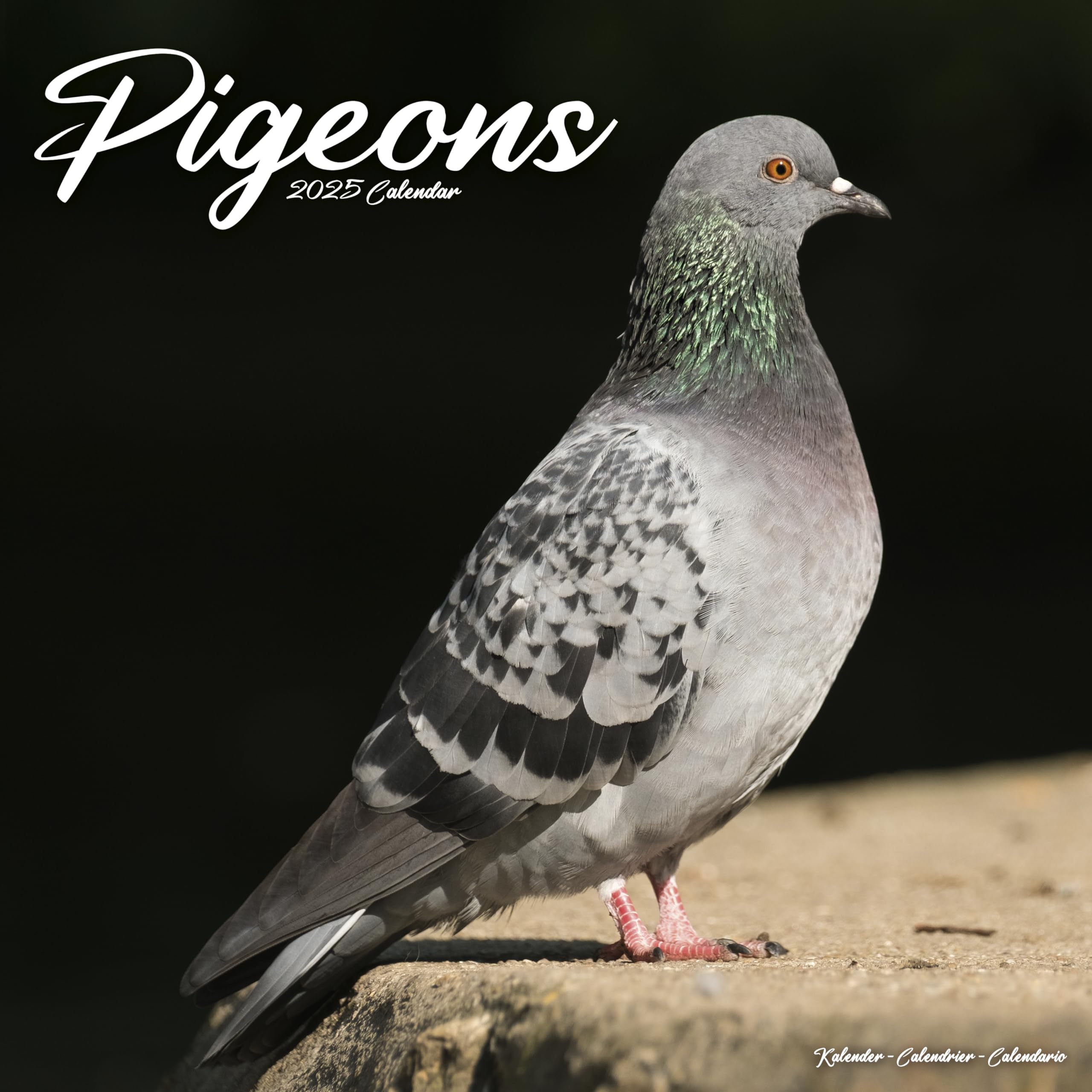 Pigeons 2025 Square Wall Calendar | Bird, Wildlife Calendar