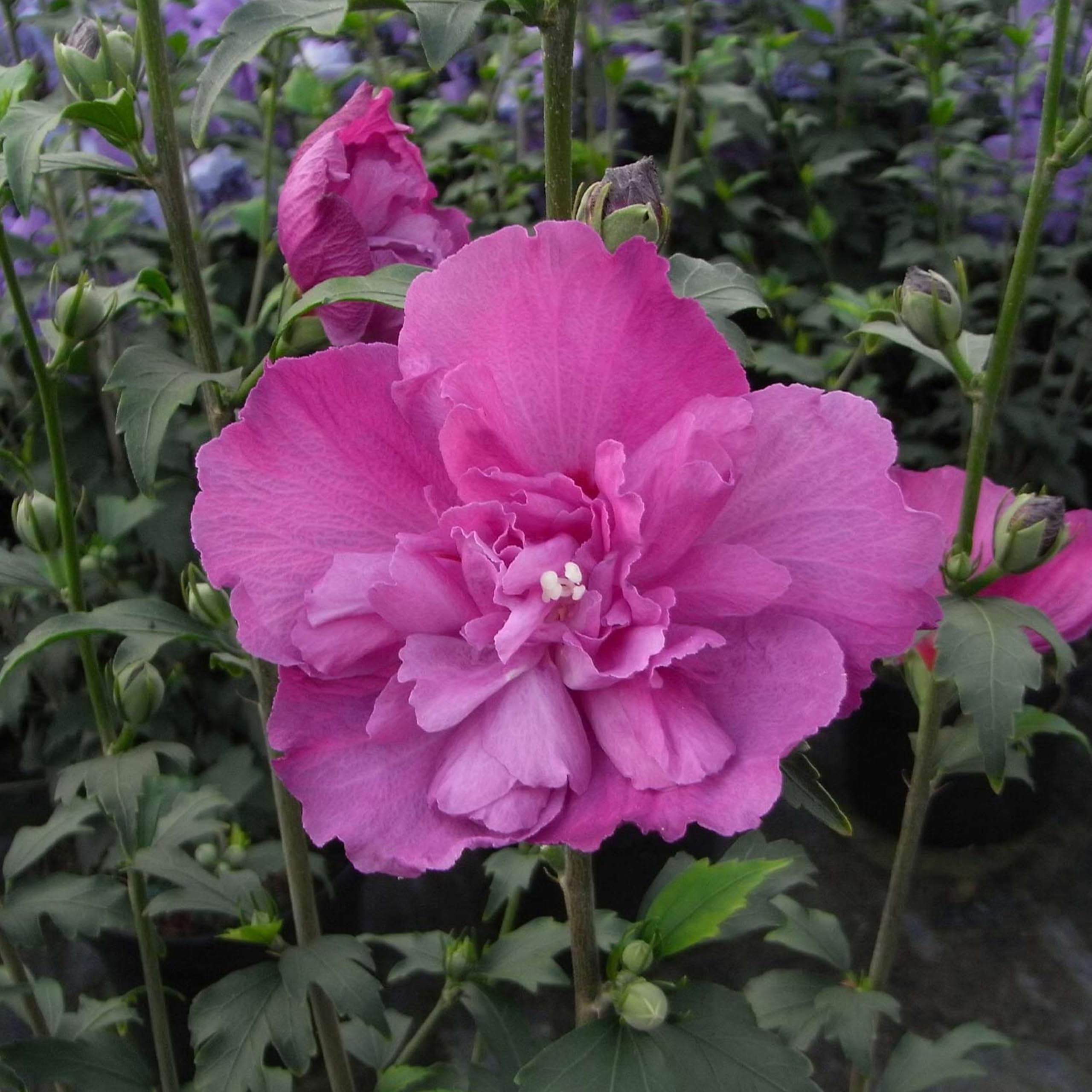 Hibiskus Garteneibisch - Hibiscus syriacus - winterhart und mehrjährig - 1 Zierstrauch von Garten Schlüter - Pflanzen in Top-Qualität (40-60 cm, Duc de Brabant)