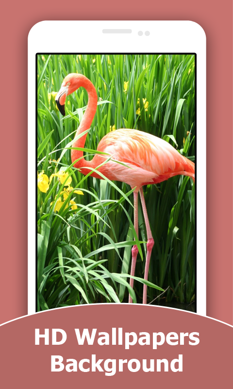 Flamingo Wallpaper Amazon