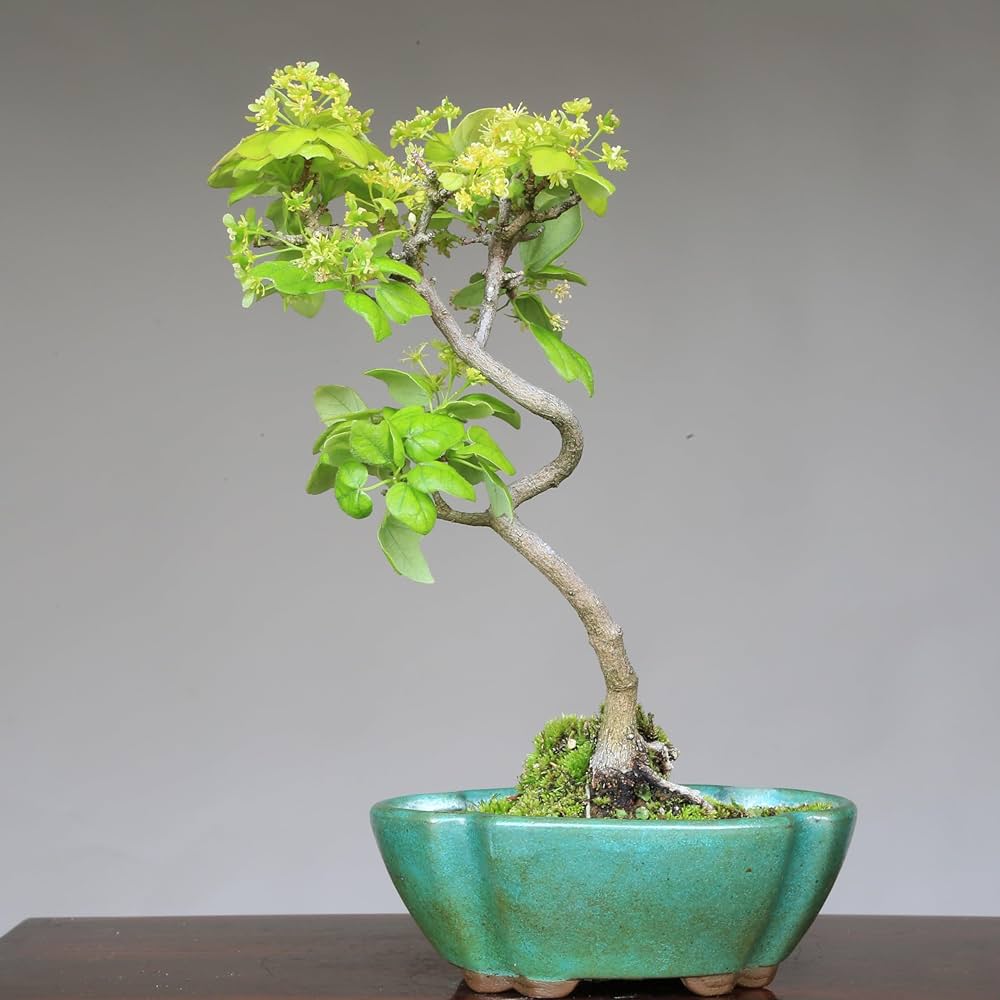 小品盆栽宮様楓 楽天市場】宮様楓 / ミヤサマカエデ（小品盆栽） いよじ園