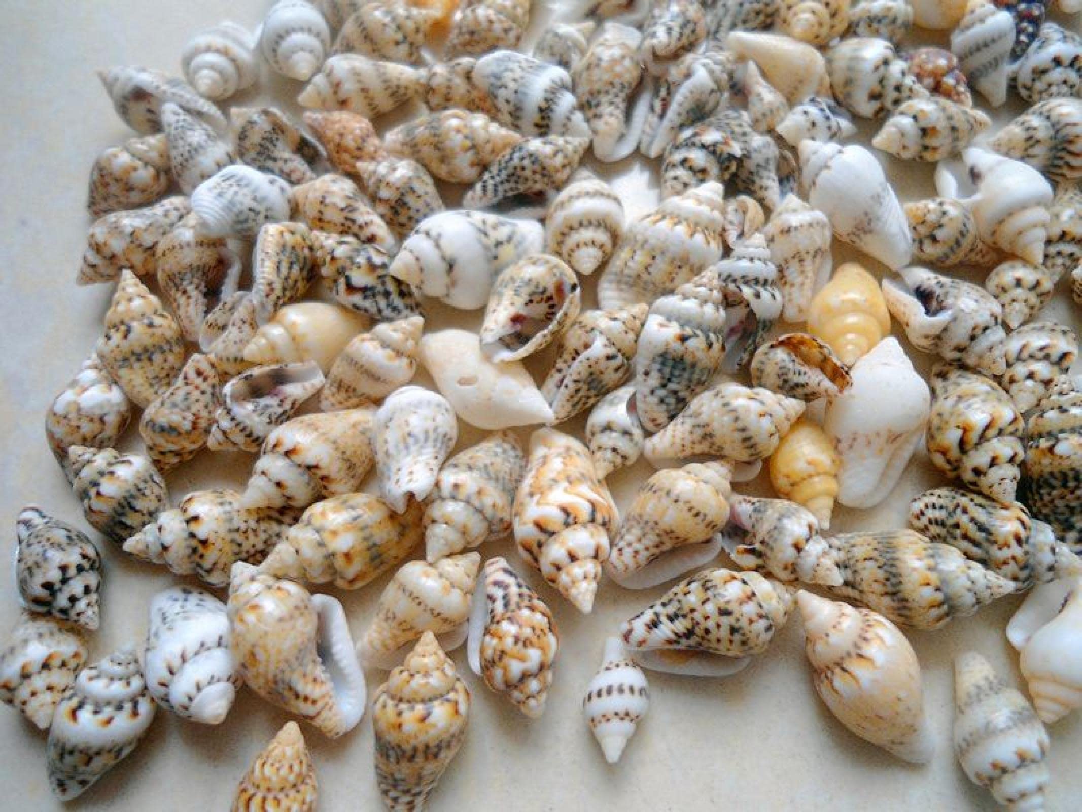 Petites conques naturelles vis de riz pour compositions décoratives haut de gamme