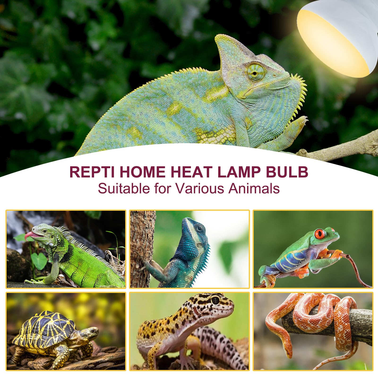 REPTI HOME 150W Reptile Heat Lamp Bulb 2 Pack,Basking Spot Lamp Bulb for Reptiles & Amphibians，Reptile Daylight Heat Bulb for Bearded Dragon, Lizard, Turtle - image 7
