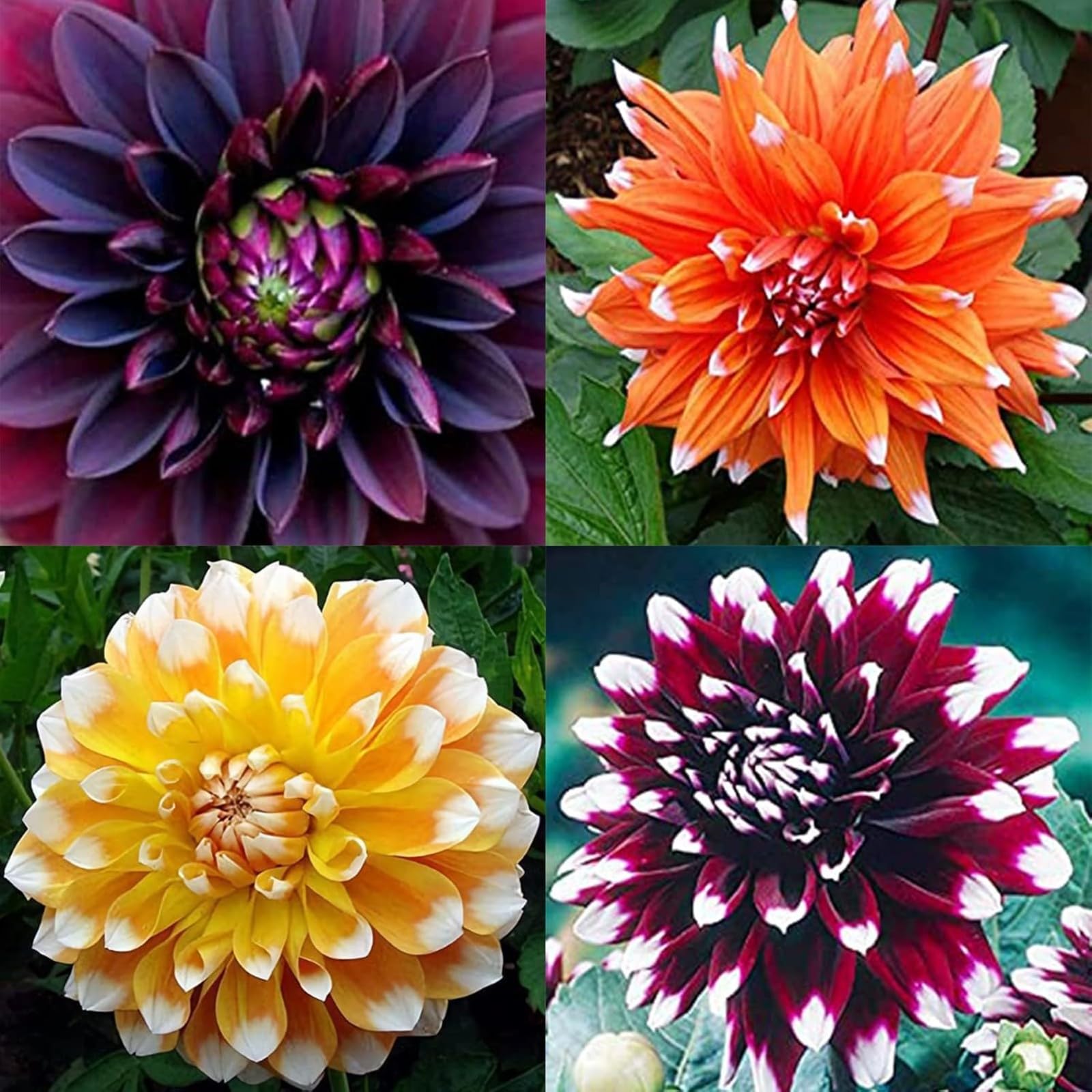 Dahlia Bulbs Mix for Planting Now UK,Hardy Perennial,Strong Plants That Grow Well,Dahlia tubers Bulk,Wedding Flowers,Beauty of Garden,Gift Ready-8bulbs-I