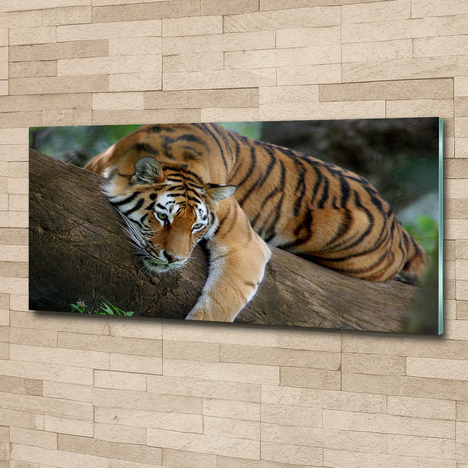 Tulup Impression sur Verre 125x50 cm Image Tableau Photo décorative panoramique pour la Cuisine et Le Salon - Animaux - Tigre sur l'arbre - Brun
