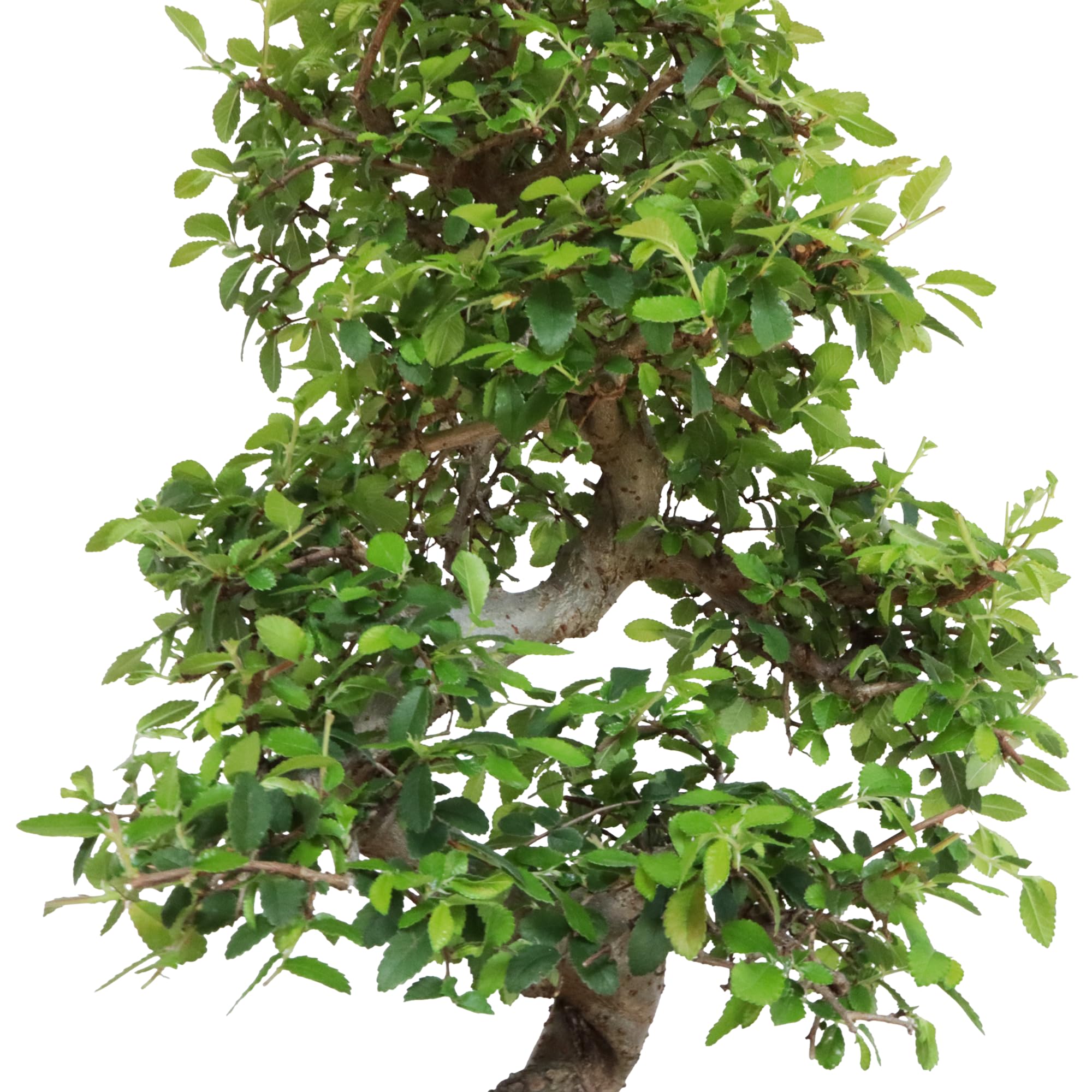KENTIS - Bonsaï Zelkova - Bonsai Plante Naturelle Exterieur Intérieur - Plantes d'Appartement Balcon Terrasse - H 45/55 cm Pot 27,5 cm