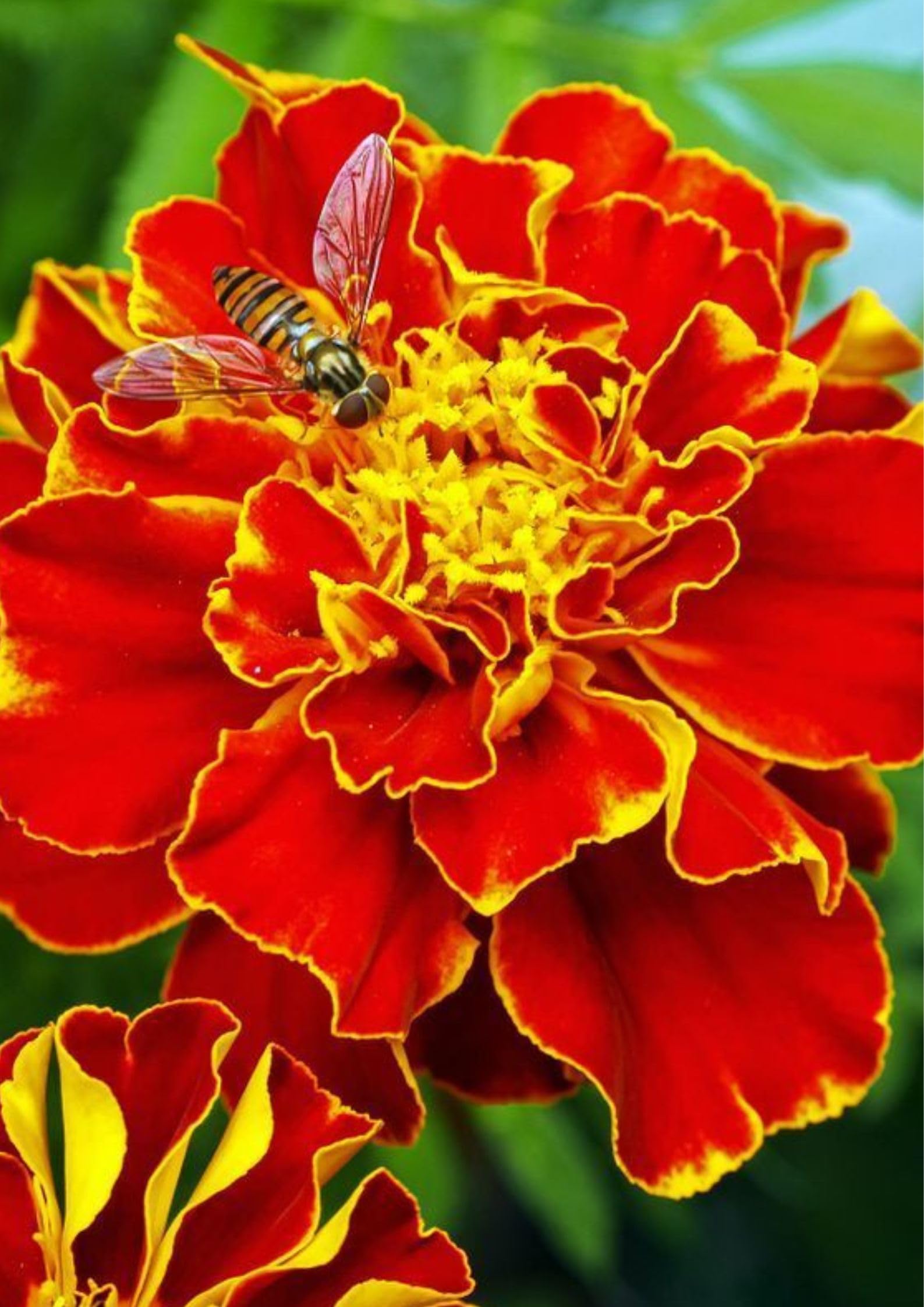 Gebdinsh Garden® Imported Marigold French Flower Seeds For Kitchen Gardening (Pack Of 50-60 Seeds) (B0D5R49W4Y) Amazon Price History, Amazon Price Tracker