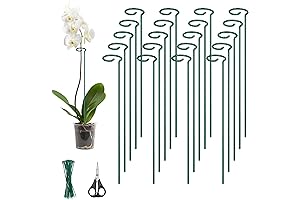 Kingsyard Gladiola Support Stakes for Single Stem Flowers