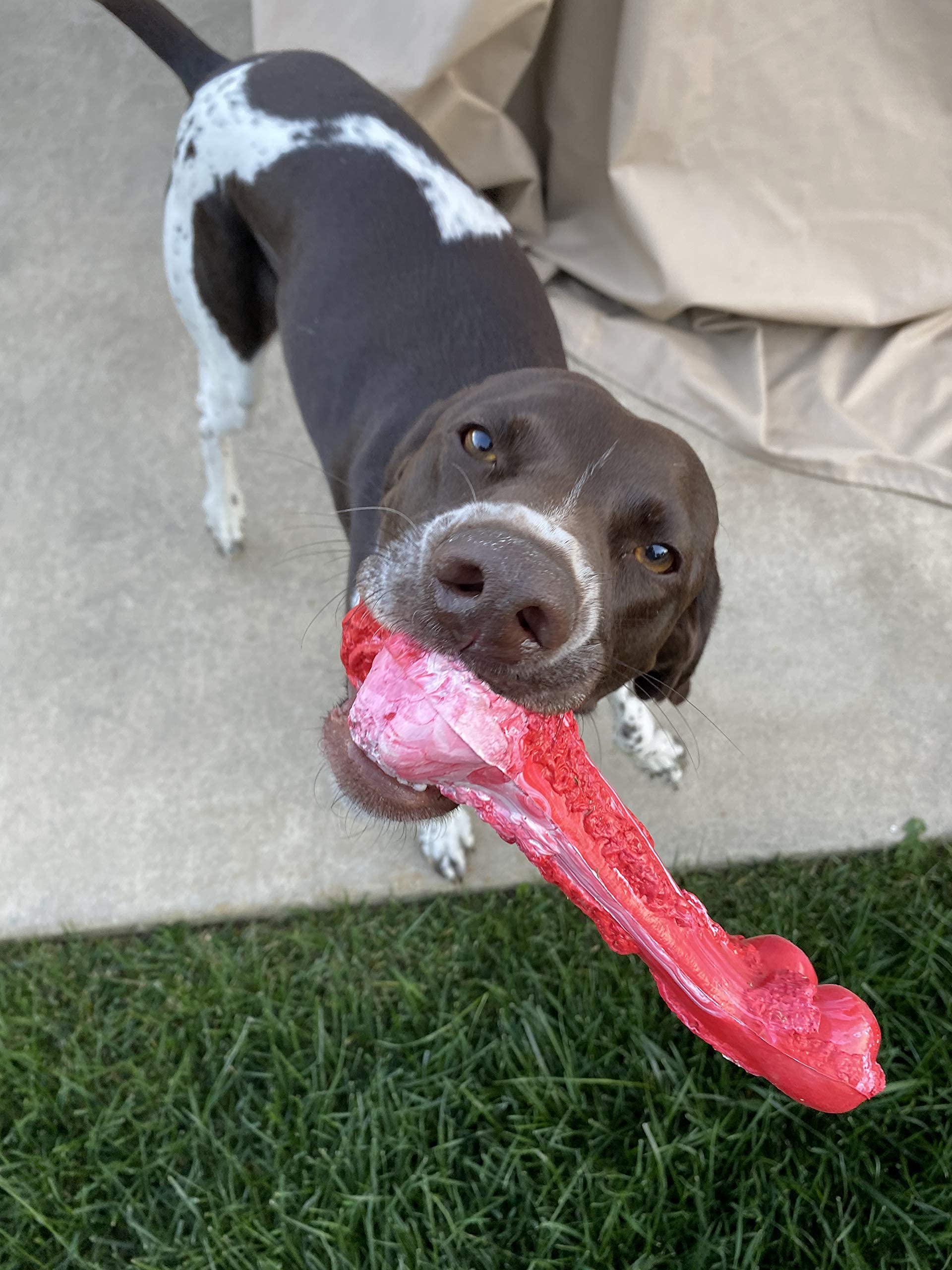 Best All Natural Dog Chews For Aggressive Chewers Wear Wag