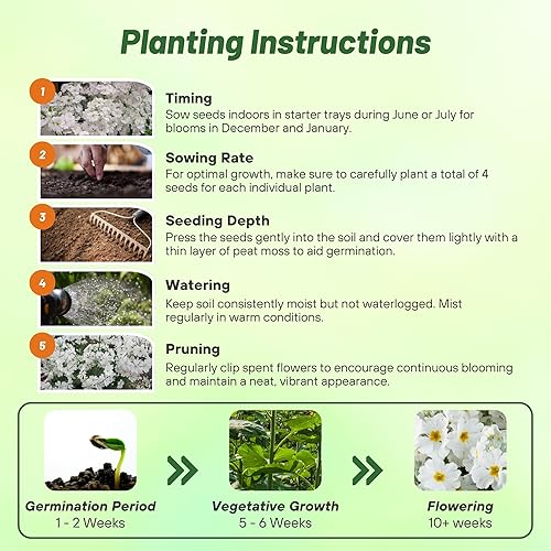 Vista 26 de Outsidepride 1000 Semillas Perennes Primula Crimson Fairy Primrose Flower Seeds para plantar Carmesí