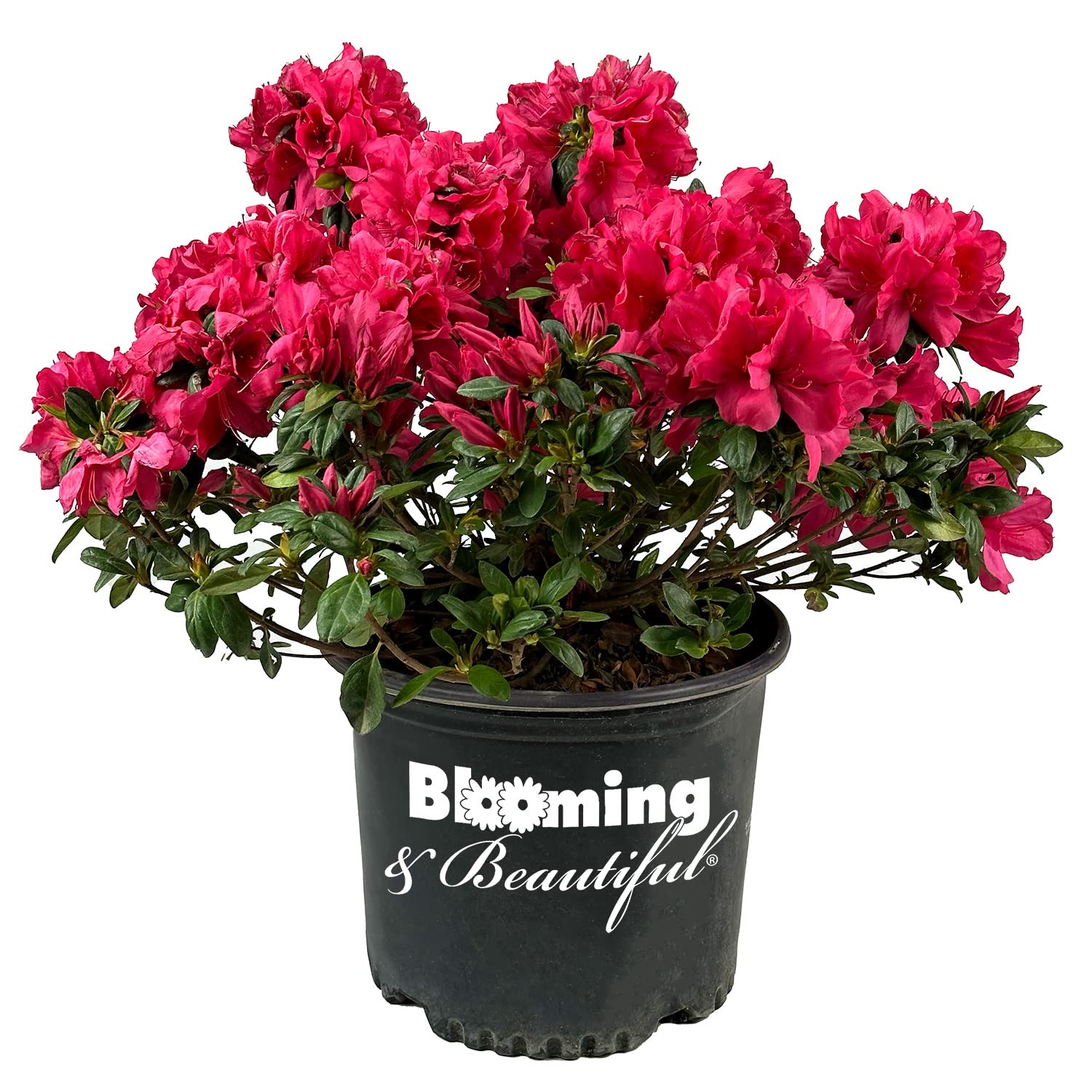 Sunglow Azalea