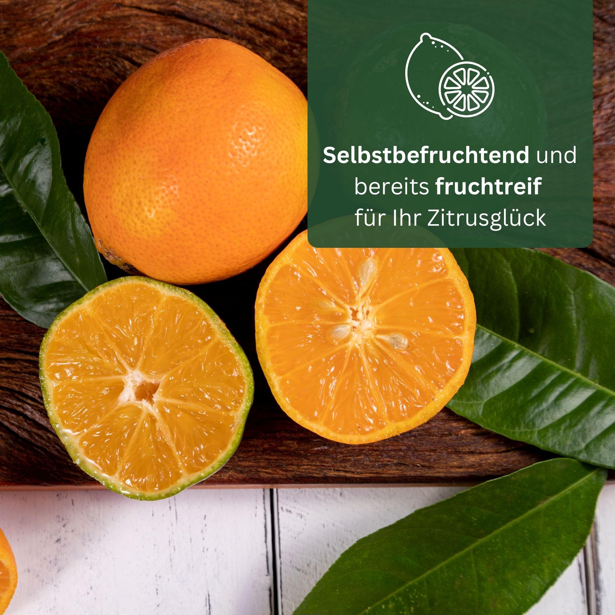 Meine Orangerie - Rote Limette Mezzo - außergewöhnlicher Zitrusbaum - Mandarinen-Limette - Lima Rossa - echter Limettenbaum für Garten, Balkon oder Terrasse