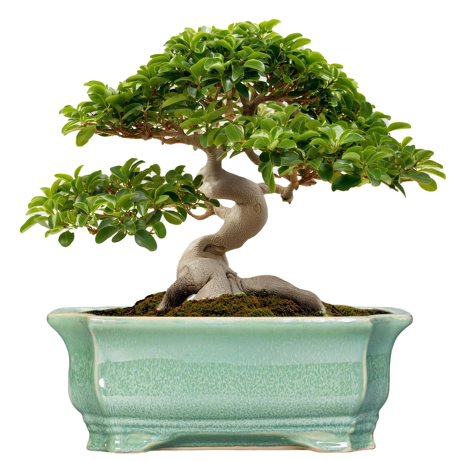 Photo 1 of Teagas 13.7 Inch Rectangle Ceramic Bonsai Planter - Green