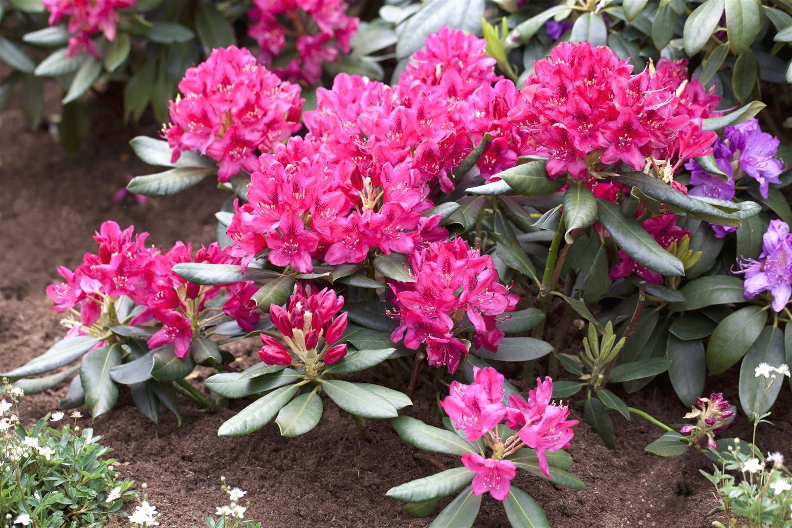 rhododendron racemosum R. racemosum main image 0