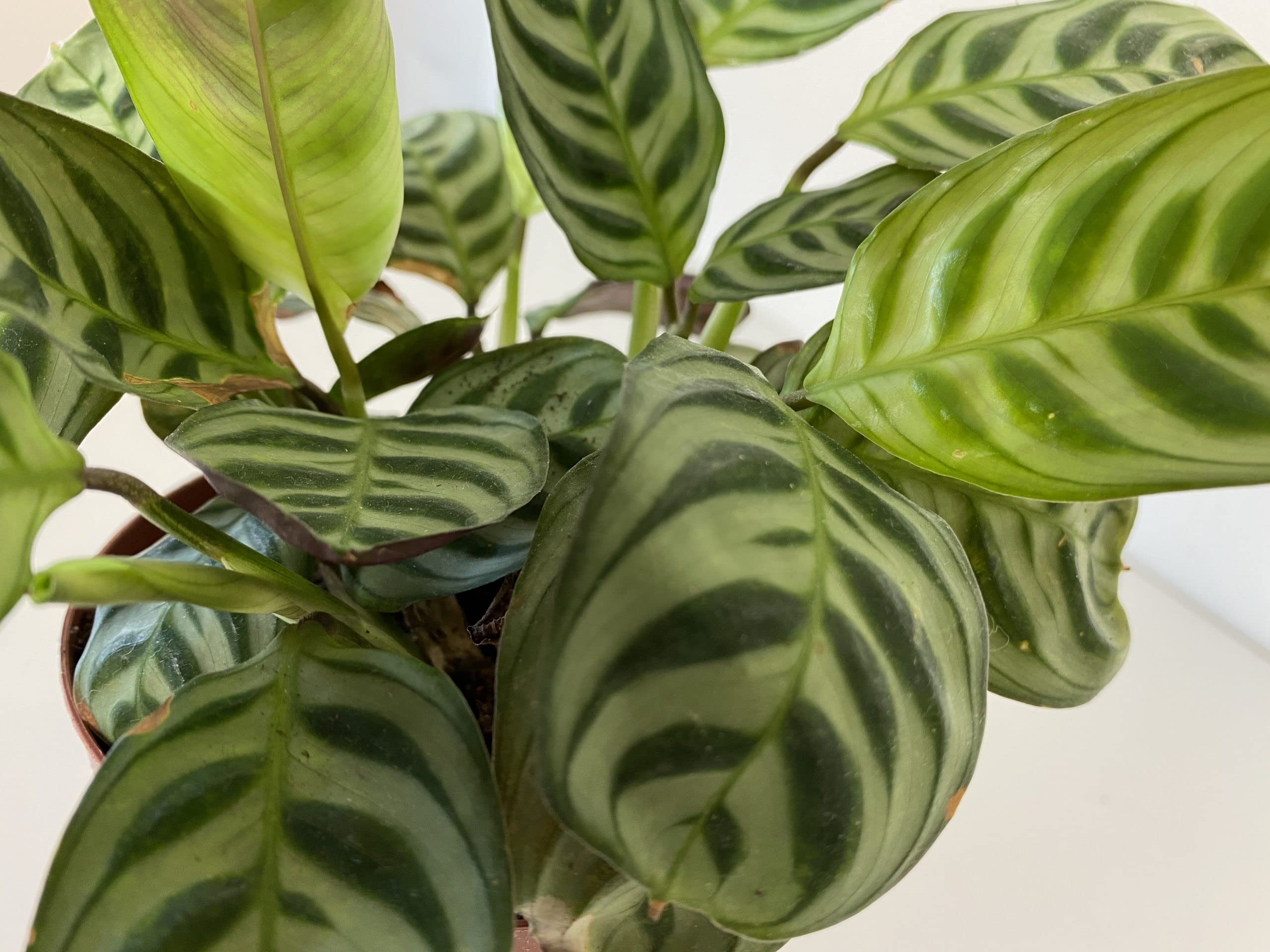 Amazon.com : Calathea Burle Marxii Prayer Plant - Live Plant in a 4 Inch  Pot - Calathea Burle Marxii - Beautiful and Elegant Indoor Houseplants from  The Nursery : Patio, Lawn & Garden