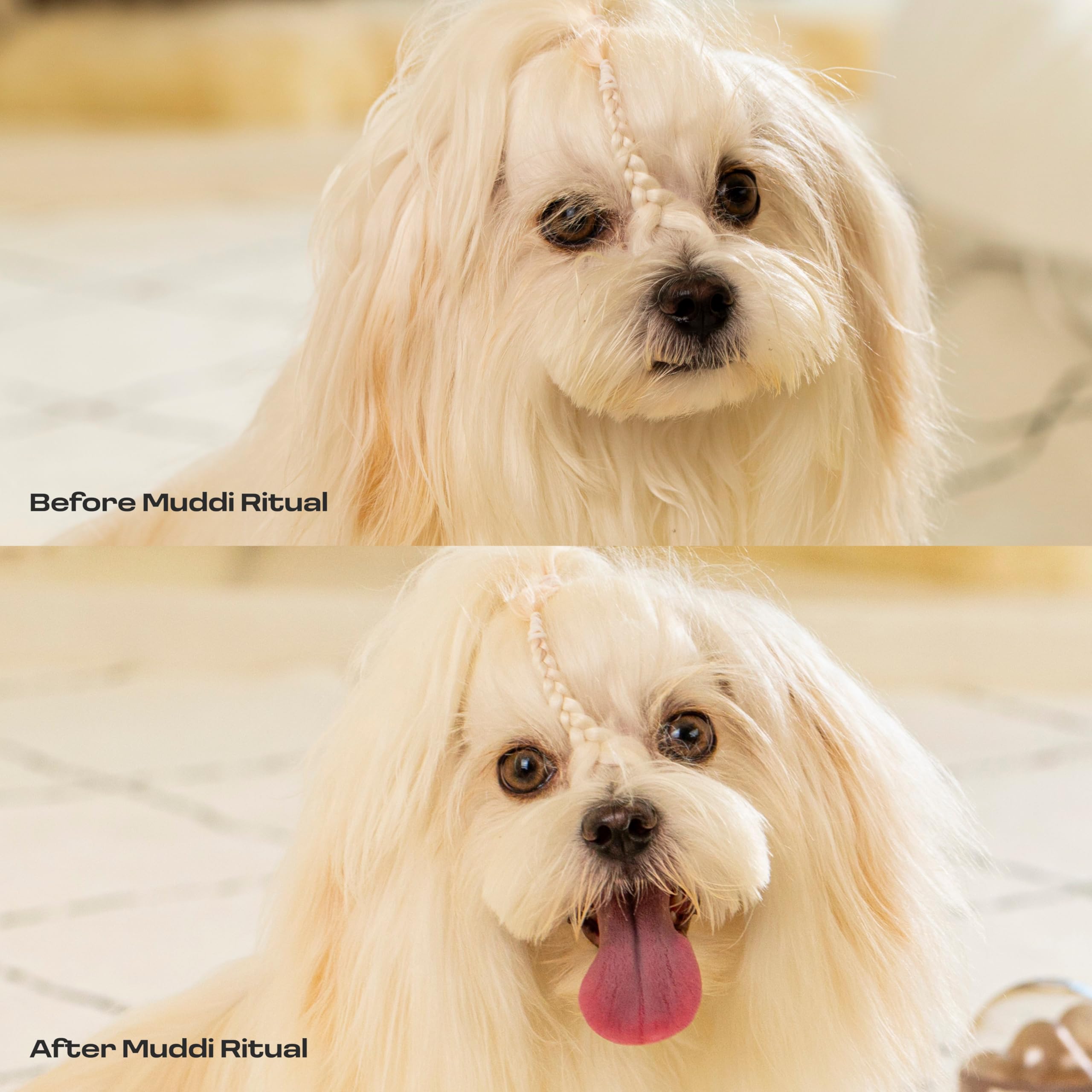 Dog Concentrated Waterless Rinse-Free Shampoo & Conditioner with Bath Mitt – Sensitive Skin, Stress & Itch Relief Gentle Leave-in Serum – 98.65% Naturally Derived-Dry Shampoo for Dogs–8×10ml - image 5