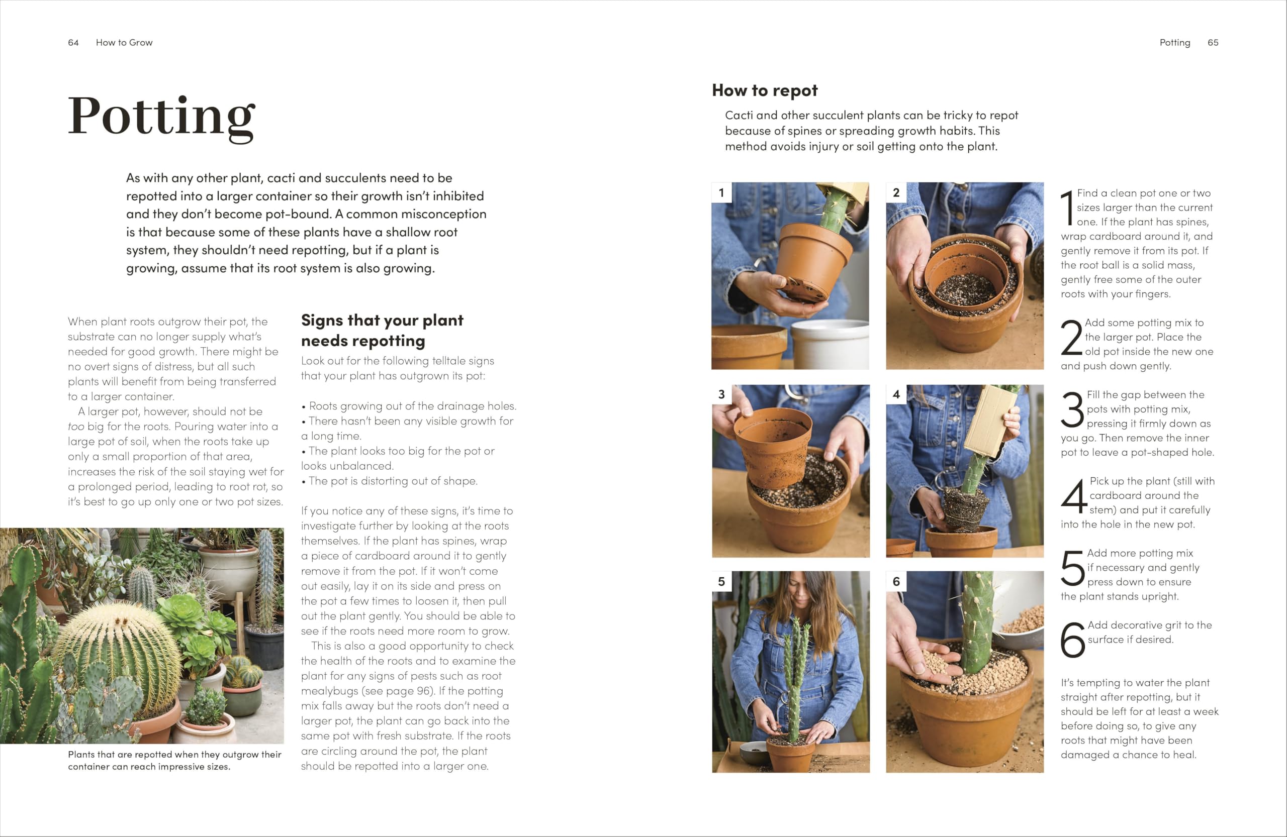 Cacti and Succulents: The Plant Rescuer's On-point Advice to Keep Your Plants Looking Sharp