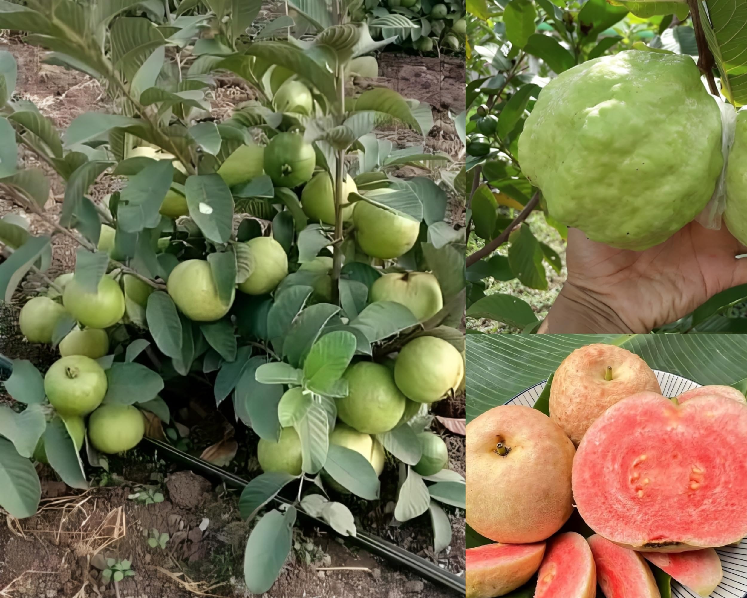 Dejestqoo Apple Diamond Red Guava Plant Hybrid All Seasons (Height 1.5-2.5 Feet) Dwarf Sweet Seedless Grafted/Air Layering Jamrukh Amrud Live Tree Red Diamond Guava Plant Original (B0CZHV1QV6) Amazon Price History, Amazon Price Tracker