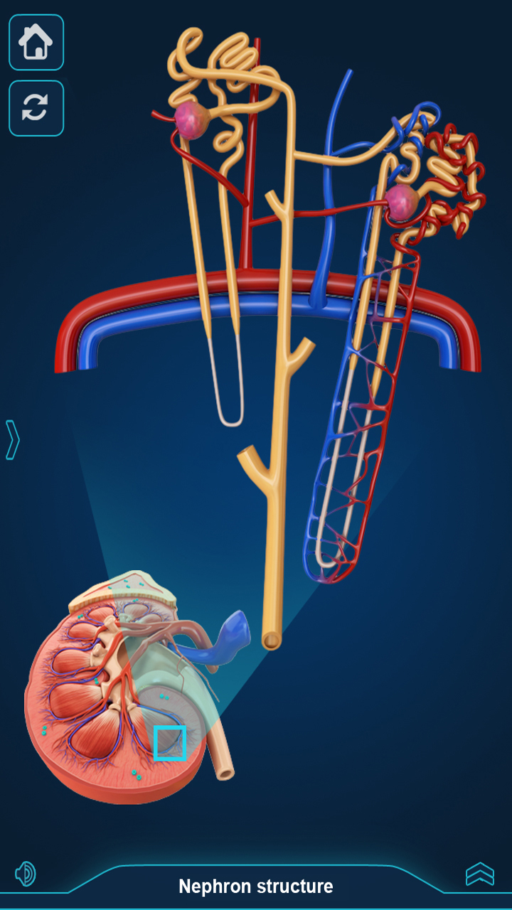 Kidney Anatomy Pro.: app su Amazon Appstore