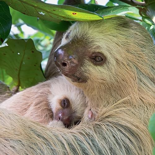 Miniatura 5 de SLOTHS 2024 Wall Calendar | Benefits Sloth Conservation | Sloth Facts | Baby Sloths | 12 x 12 Inch Monthly Wall Calendar