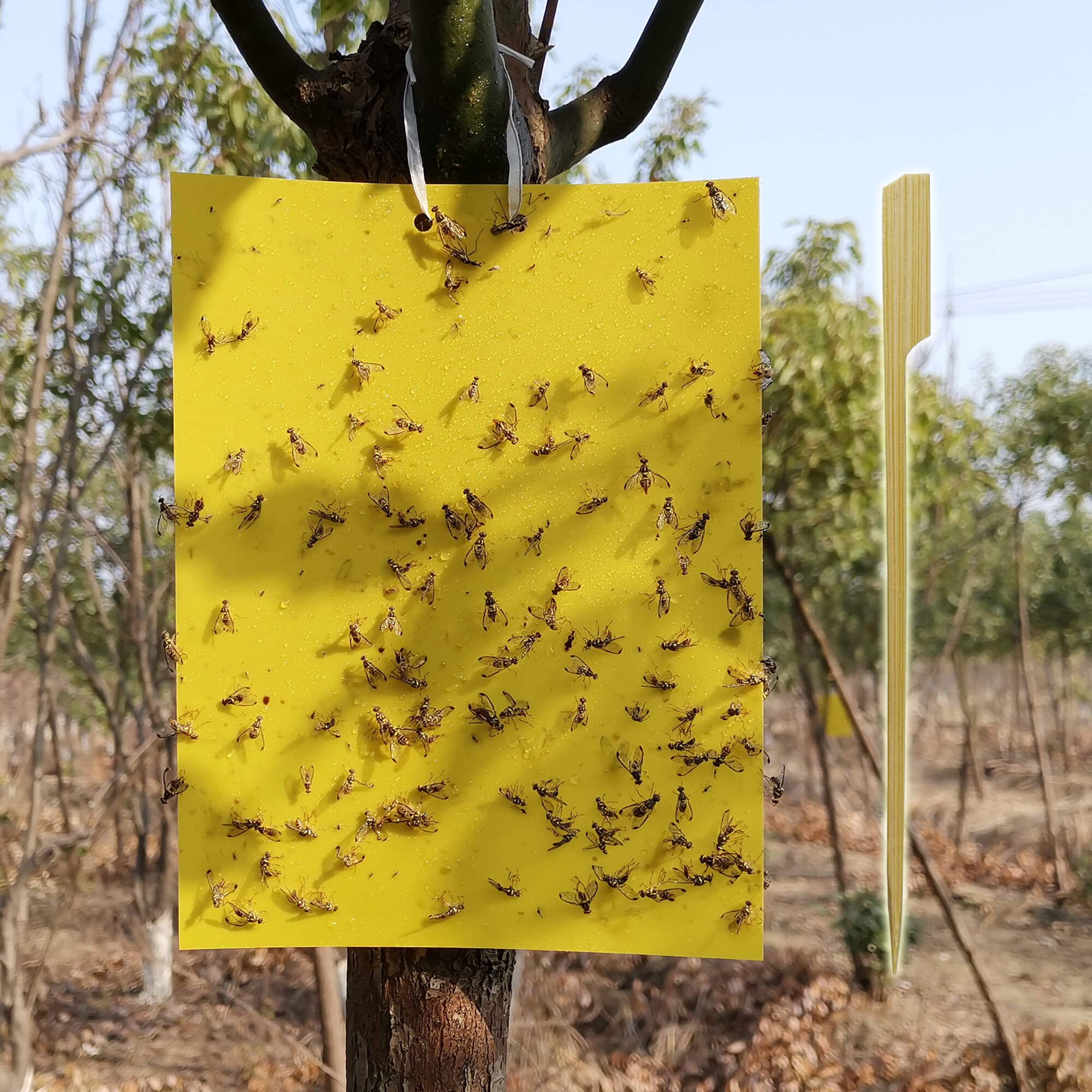 100 Sheets Sticky Fly Traps, Dual-Sided, for Flying Insect, Indoor and Outdoor, Twist Ties and Sticks Included, 8x6 Inch, Yellow