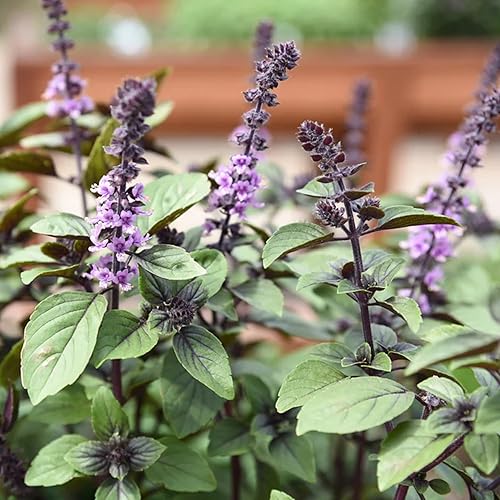 Miniatura 4 de CHUXAY GARDEN Blue Spice Semillas de albahaca 100 semillas de albahaca azul africana perenne, plantas culinarias altamente fragantes