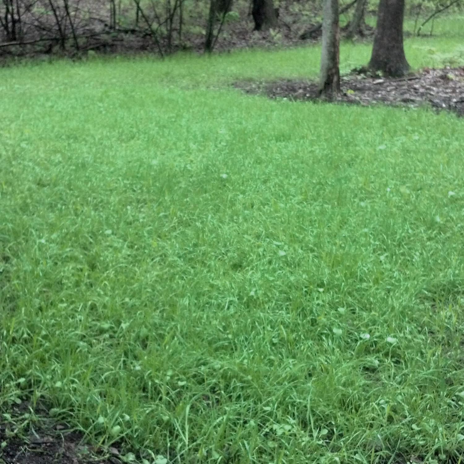 Antler King No Sweat No Till Plot Mix