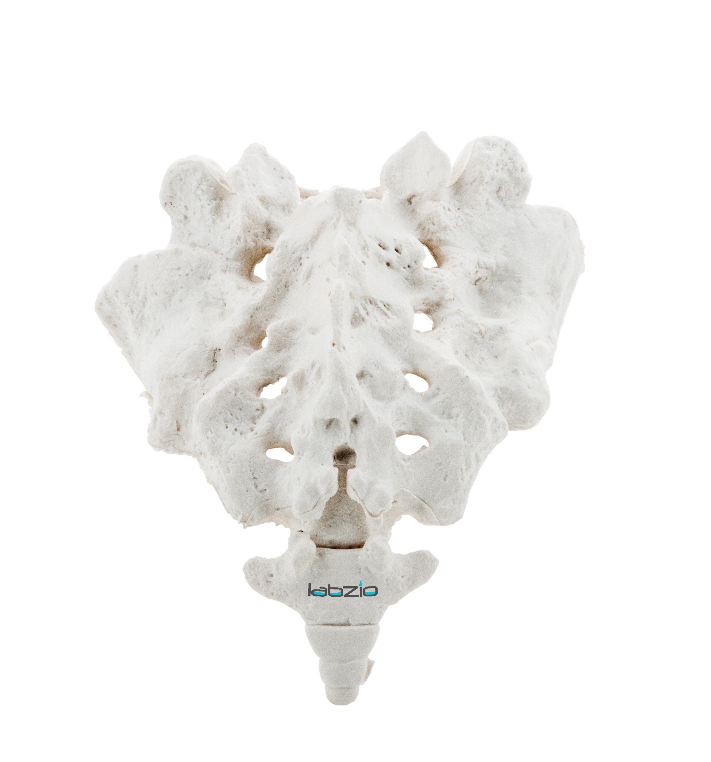 See full amazon price history chart for Labzio - Sacrum Bone with Coccyx Bone Labzio - Sacrum Bone with Coccyx Bone (B06Y1JSQC2) Amazon Price History, Amazon Price Tracker