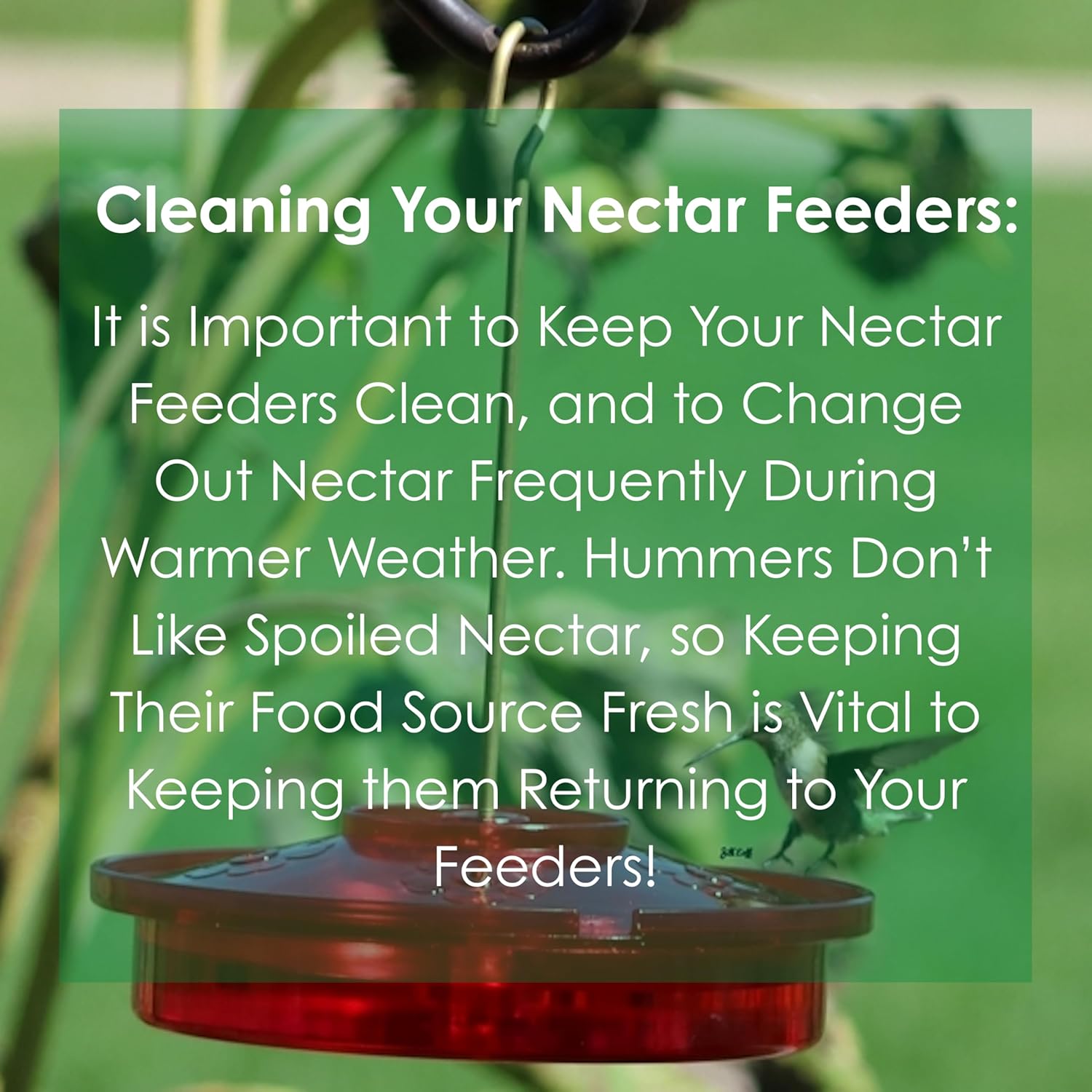 Songbird Essentials Clear Nectar Mix - 8 Ounce Dry Concentrate Makes 48 Ounces - No Boil, All Natural, No Dyes or Sweeteners - Made in USA - Attracts Orioles & Hummingbirds [Pack of 3]