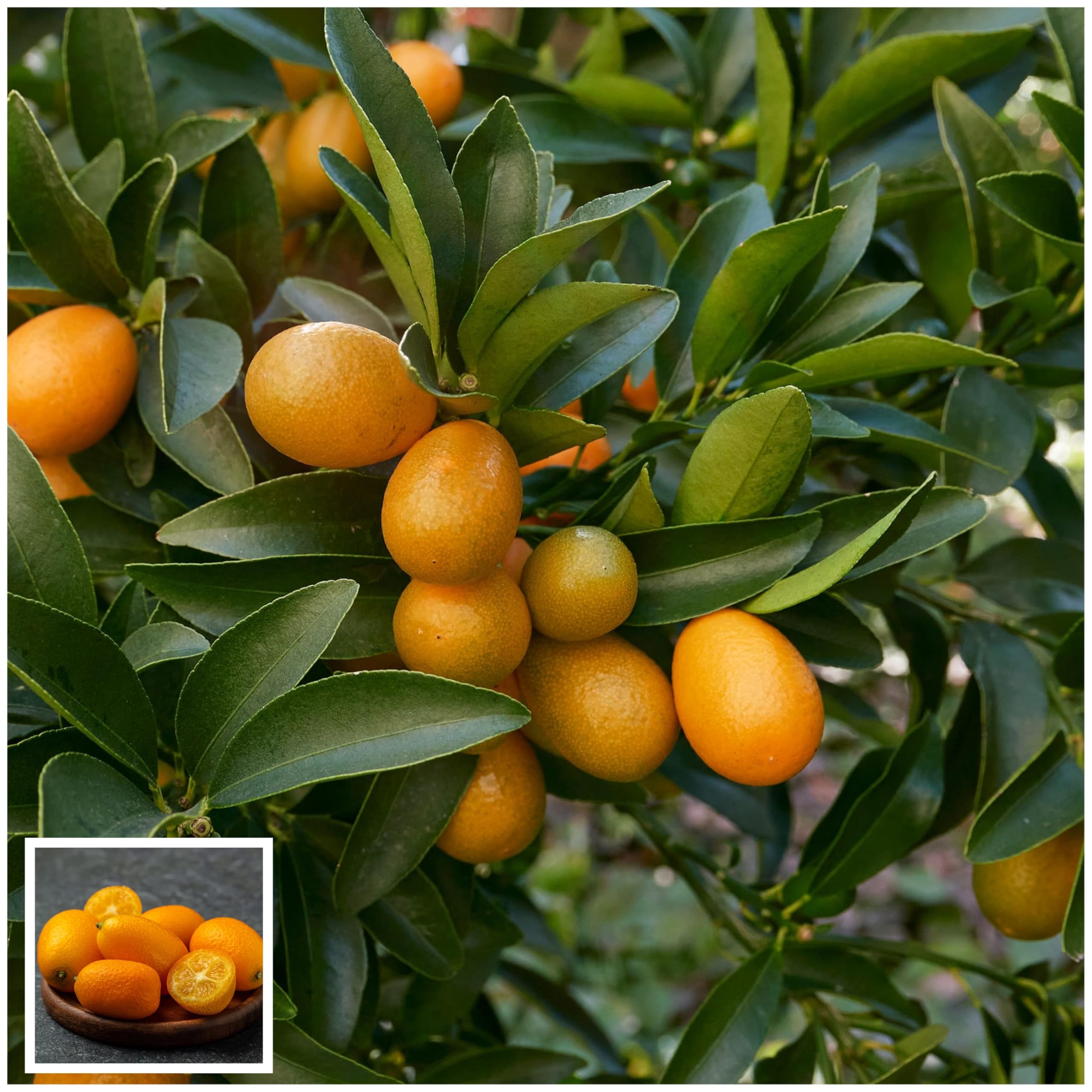 Grafted Sweet Thai Kumquat Lemon Variety Fruit Live Plants & Tree Orange Plant - Kamkot Fruit Tree Home Garden-image-33