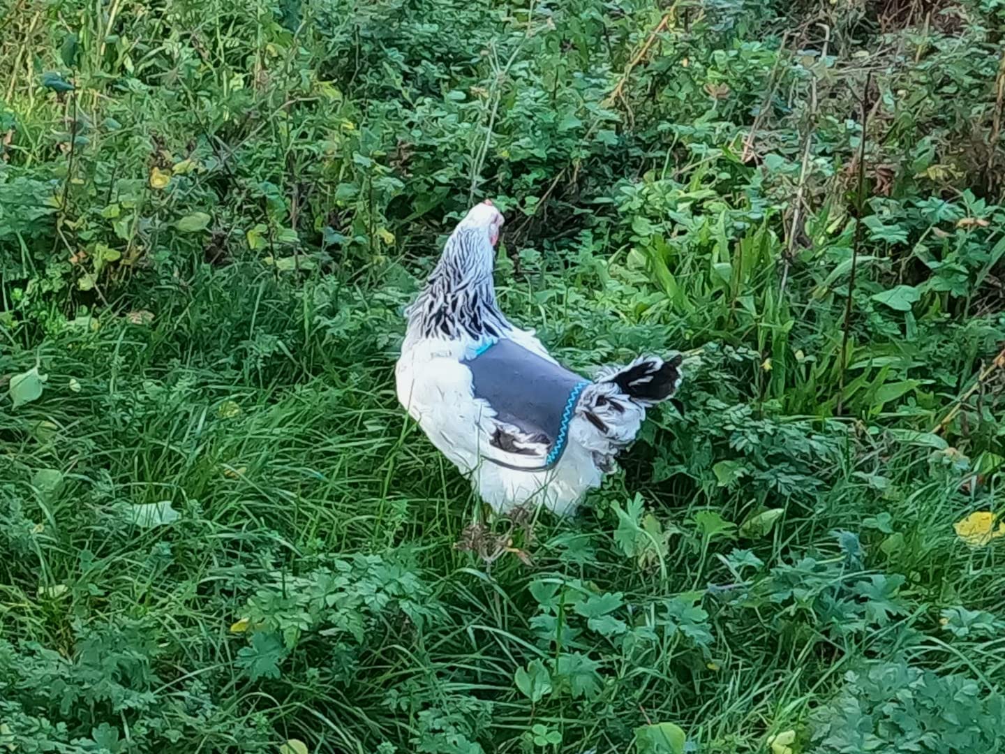 Sella per pollo, pettorale per pollo, protettore a molla, protezione per schiena polli, vero cuoio fatto a mano (1, grigio-marrone con cucitura a onde, XL)
