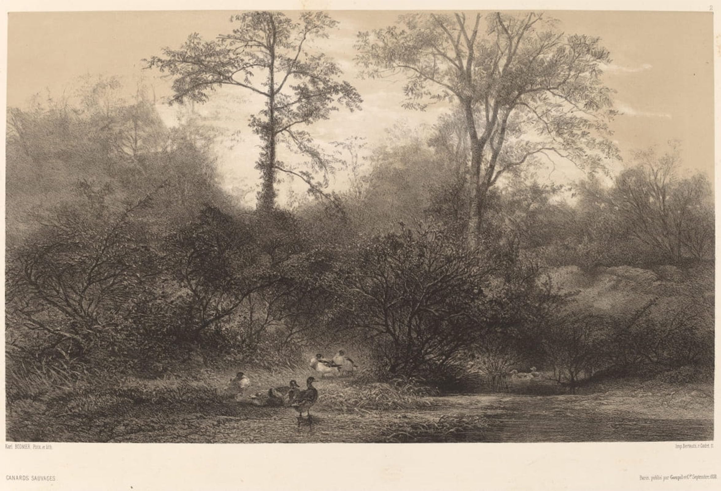 Posteriik No Frame Vintage Print Pop Art Landscape Artwork Canards Sauvages By Karl Bodmer Art Prints For Office Home Decor 60X90cm