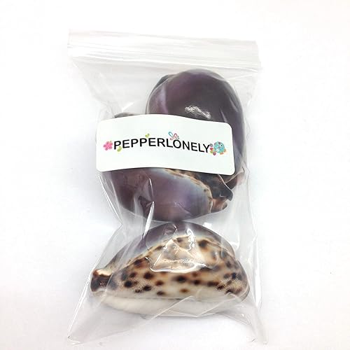 Miniatura 18 de PEPPERLONELY 5 conchas de mar de huevo común Cowrie, conchas de cauri blancas brillantes, 2 pulgadas ~ 3 pulgadas 2a#. Conchas de huevo Cowrie de 2