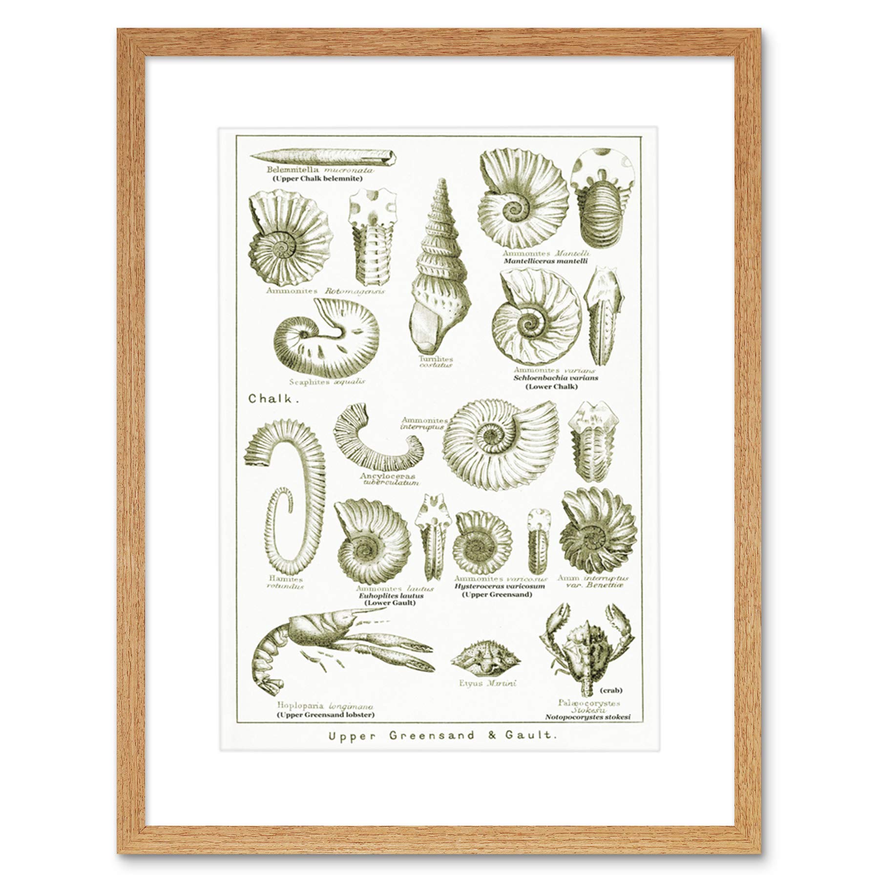 Wee Blue Coo Paintings Book Crustacean Shellfish Fossil Clay Beach Framed Wall Art Print