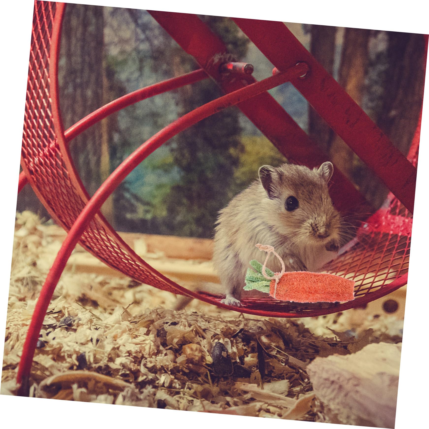 SUPVOX Santé De Votre Animal 8 Jouets Molaires pour Hamster Ensembles De Sûrs pour Oiseaux De Guinée Perroquets Écureuils Hamsters Couleurs Aléatoires