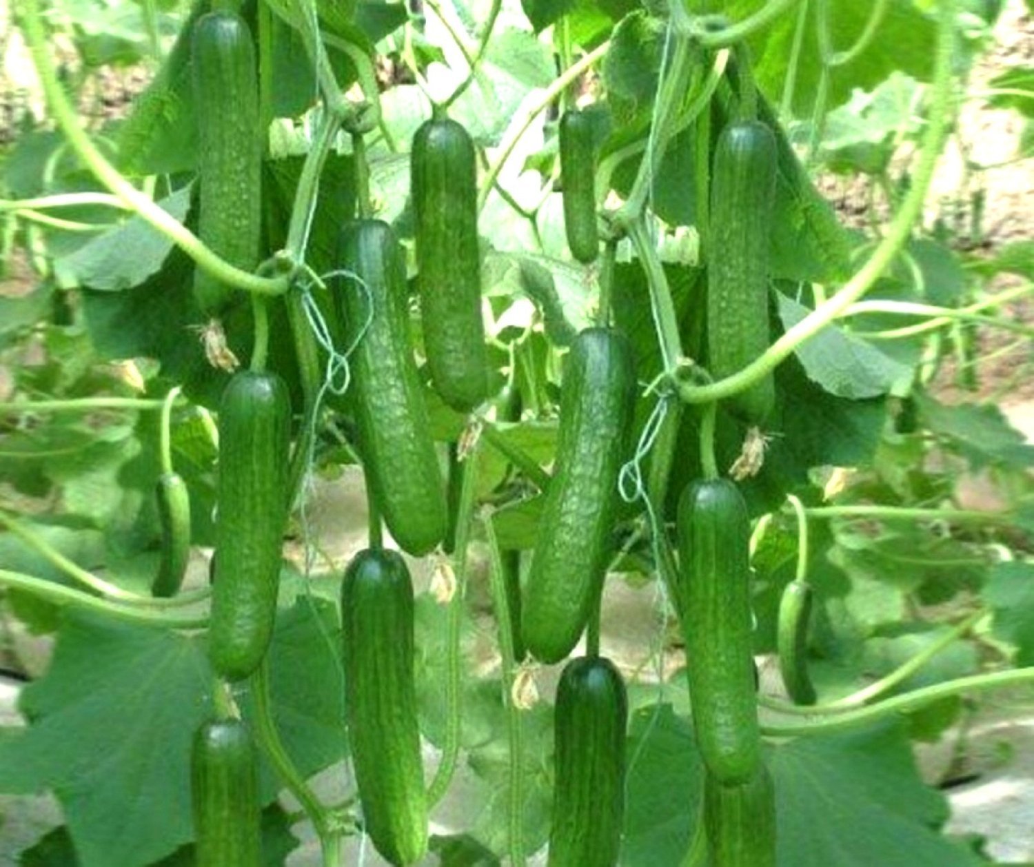 NkS ATS Organic Cucumber Green Long Seed - Pack of 50 Seeds (B07116R28J) Amazon Price History, Amazon Price Tracker