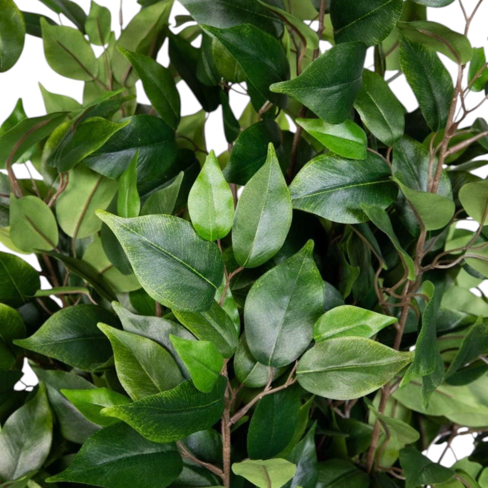 Ficus Nitida 180cm Grün LA Kunstbaum, Dekobaum Kunstpflanzen künstlicher Baum Pflanzen Kunstficus, Home Deko künstliche Pflanze, Deco Dekoration für Wohnzimmer Büro Badezimmer Schlafzimmer