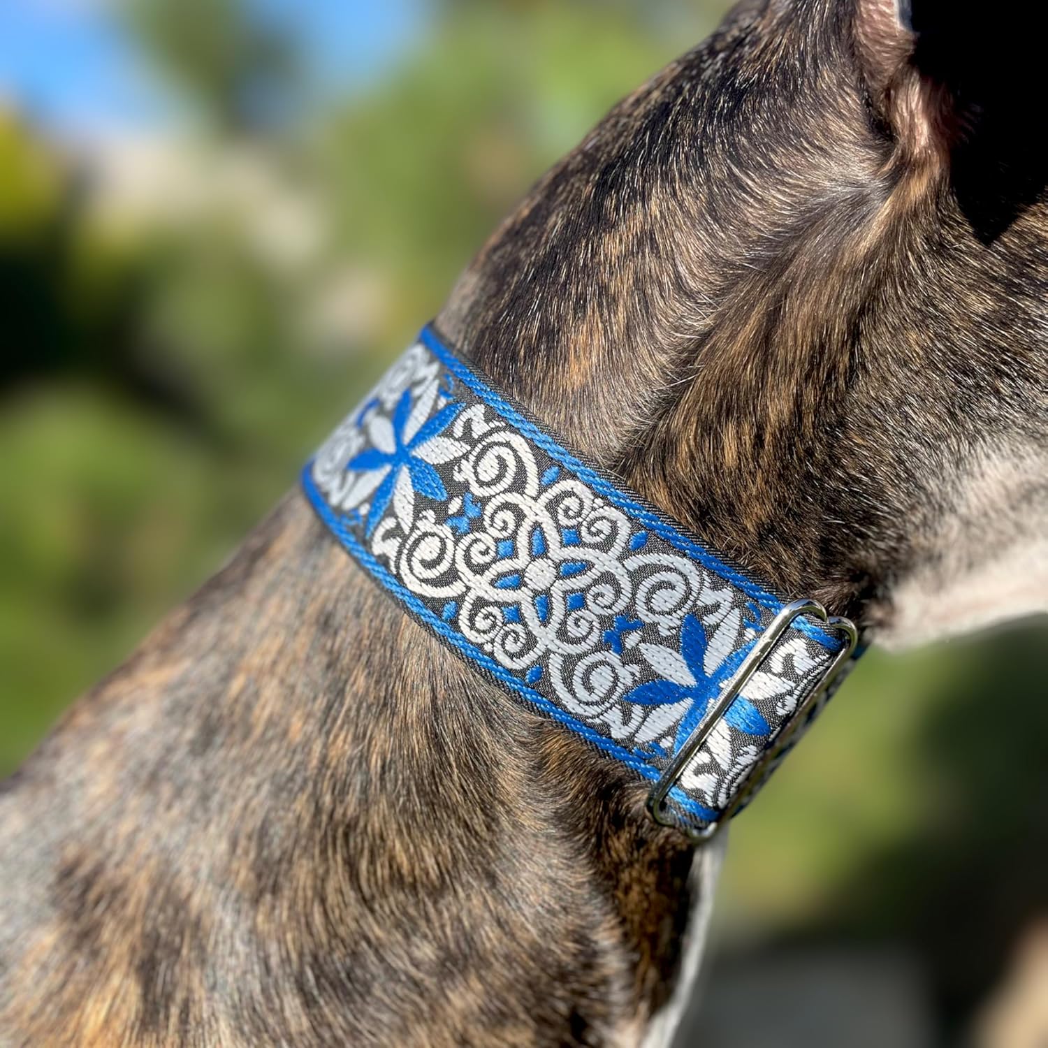 SGang Martingale Dog Collar for Greyhound Saluki Whippet and Other Breeds with Similar Neck 2'' Wide (XL 17”-22”), Blue
