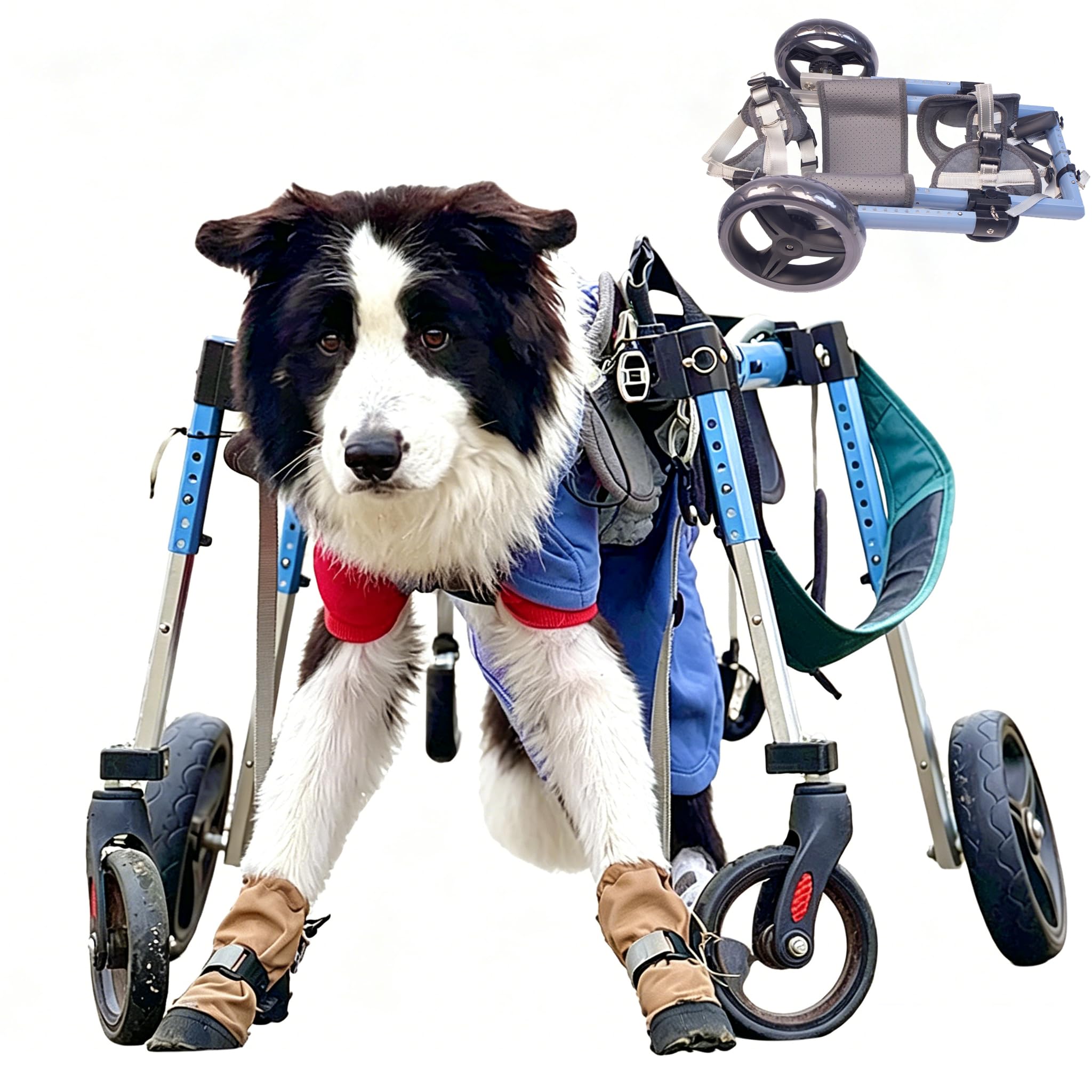 Silla de ruedas para perros con discapacidad: dale una segunda oportunidad