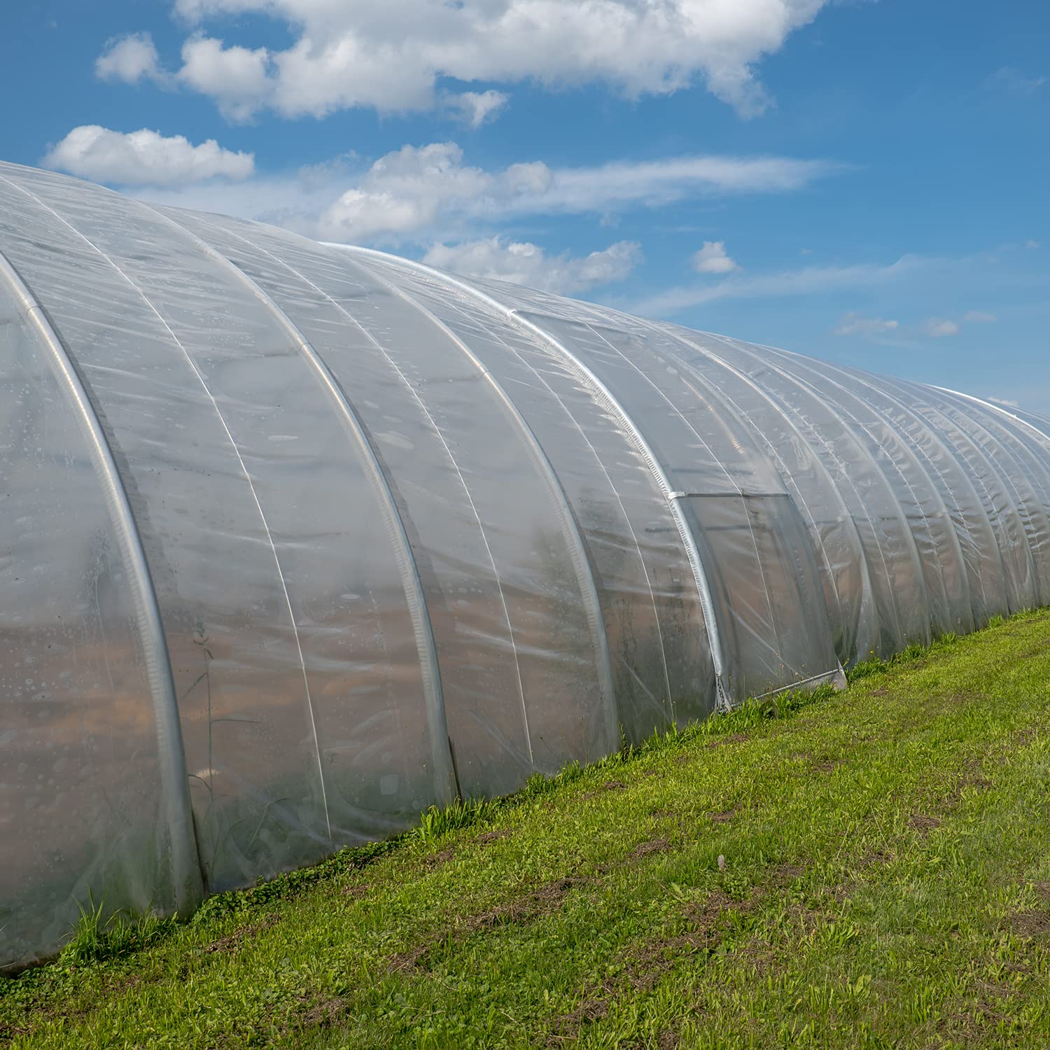 1 Rollo Jumbo de 8 x 15 m para Invernadero, lámina de jardín, lámina de protección UV, lámina de Rejilla para jardín de Tomates, Resistente a los Rayos UV UV5 SPR 5 5 años de garantía