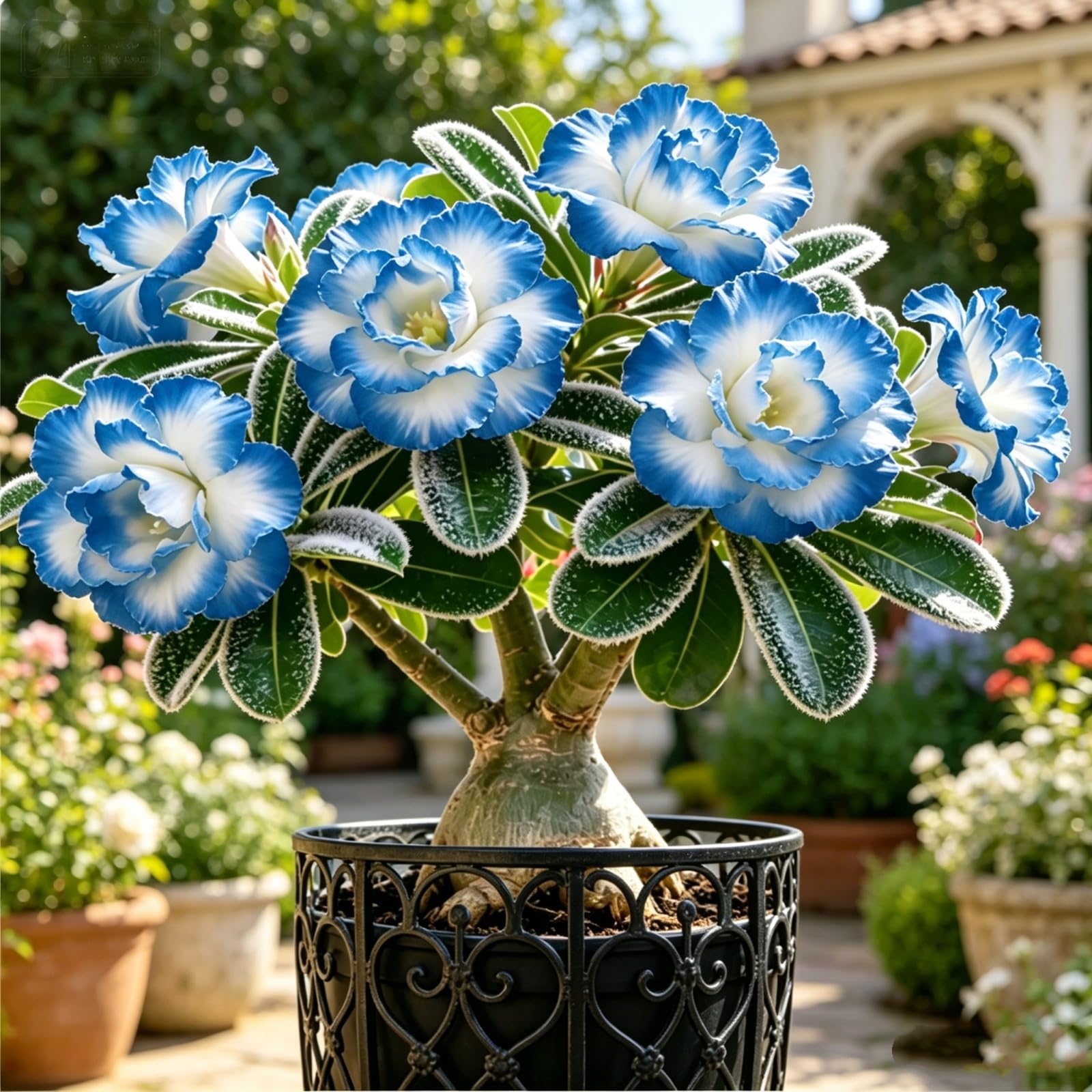 Desert Rose Bulbs — Easy to Care for — an Ideal Garden Accent —Suitable for displays-4 Bulbs-E