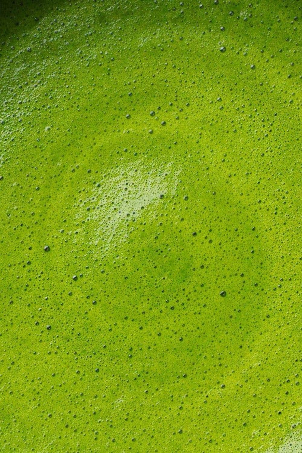 But First Matcha Herbata Matcha Ceremonial Grade, 100% Japońska, Proszek, 100g