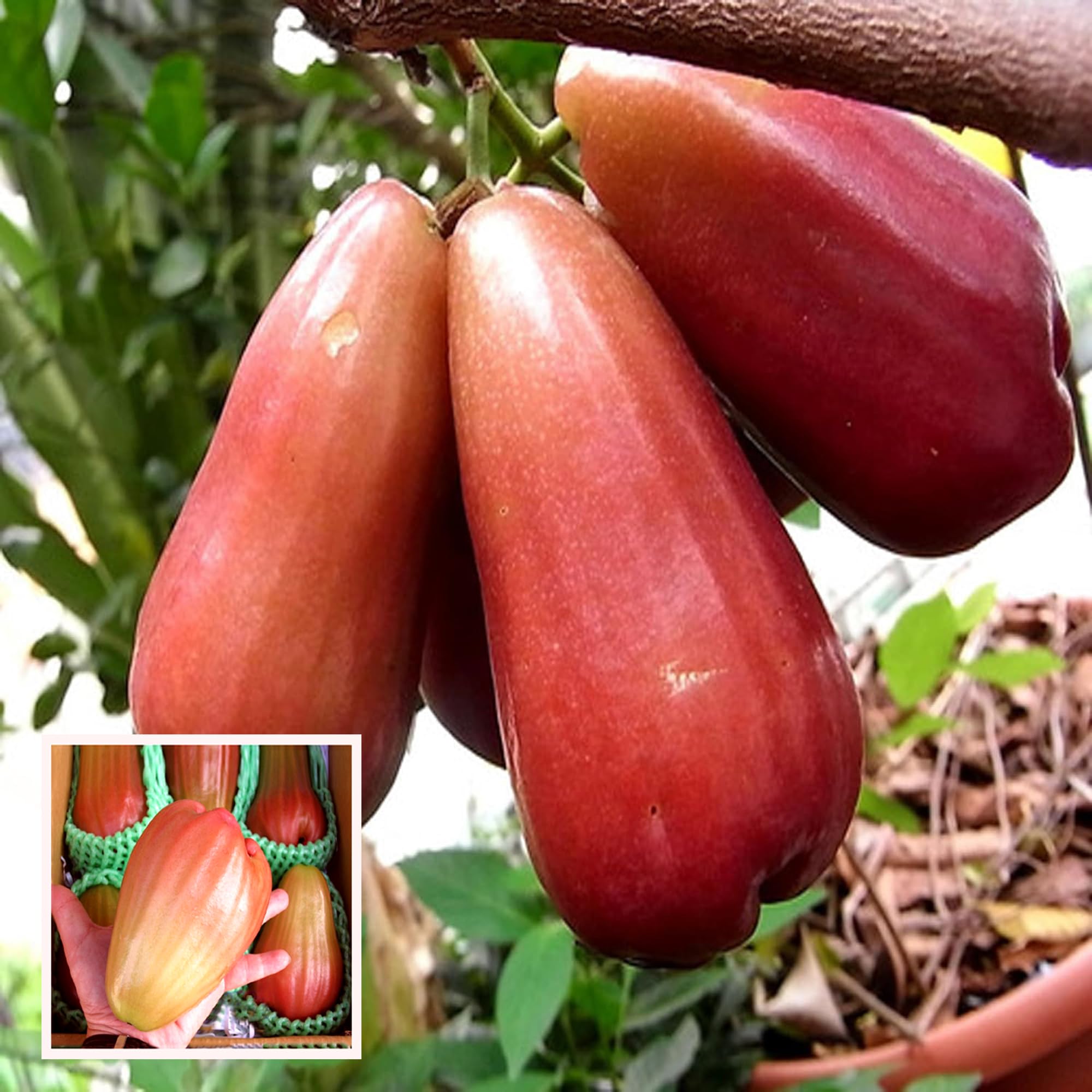 Jambu King Kong Wax Apple Water Apple Java Apple Jamrul Chamba Layering/Grafted Fruit Live Plant (1.5-3 Feet Height)