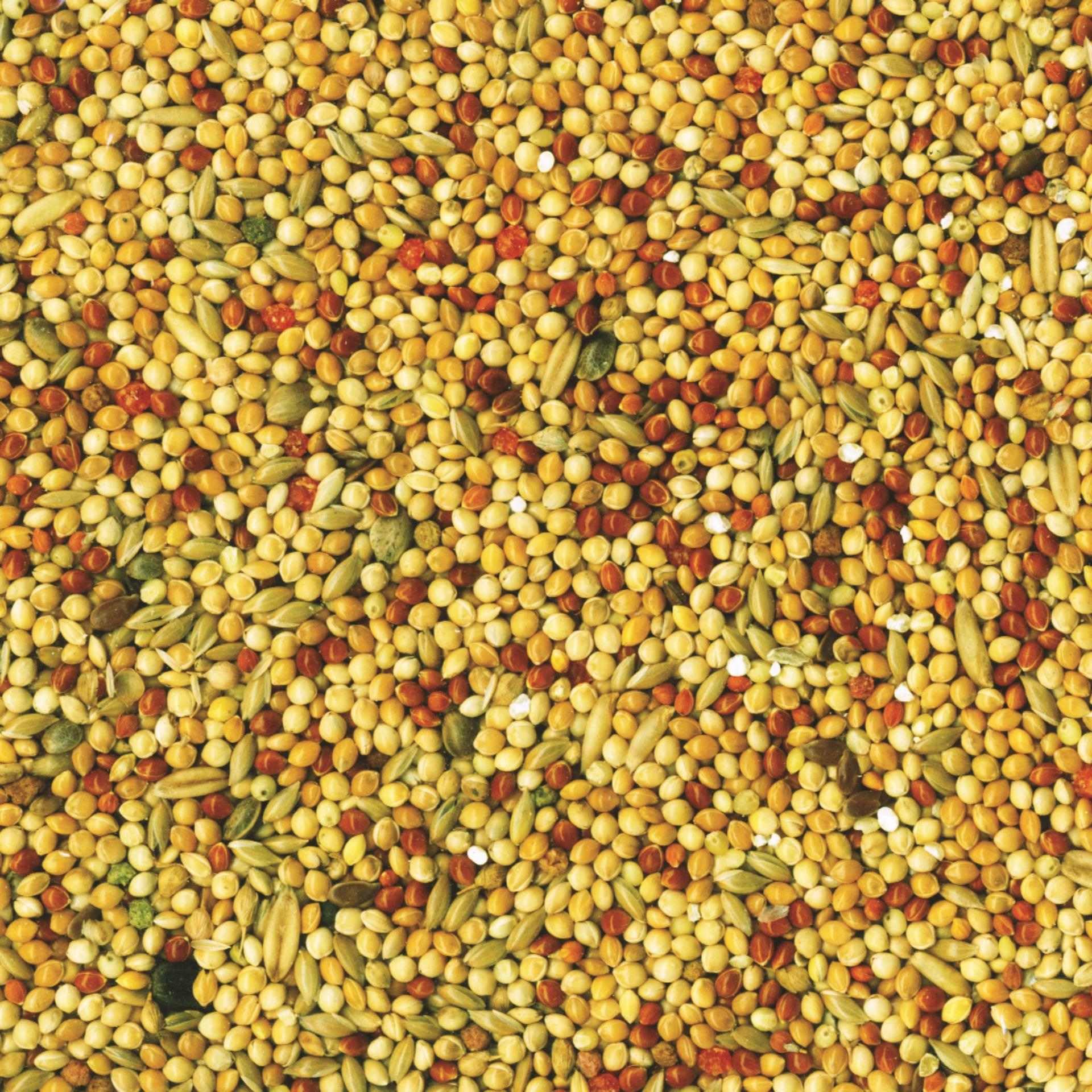 Tropifit Budgie 52332 Pokarm dla Papug, 250 g