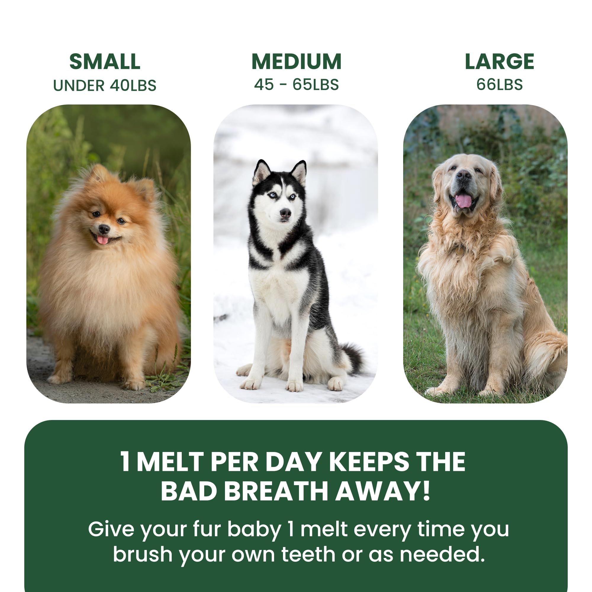 Bad Breath Oral Support for Dogs 5 in 1 – 10 Oral Melts – Natural Sage, Spirulina, Apple Cider Vinegar – Dog Dental Care Products & Breath Freshener – Fast Dissolving Dog Breath Treats - image 7