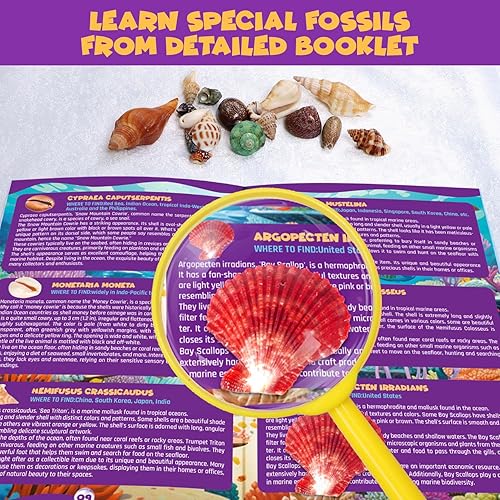 Miniatura 6 de Kit de excavación de fósiles oceánicos, desenterrar más de 20 conchas y caracoles reales, actividad educativa de ciencia divertida, juguete STEM